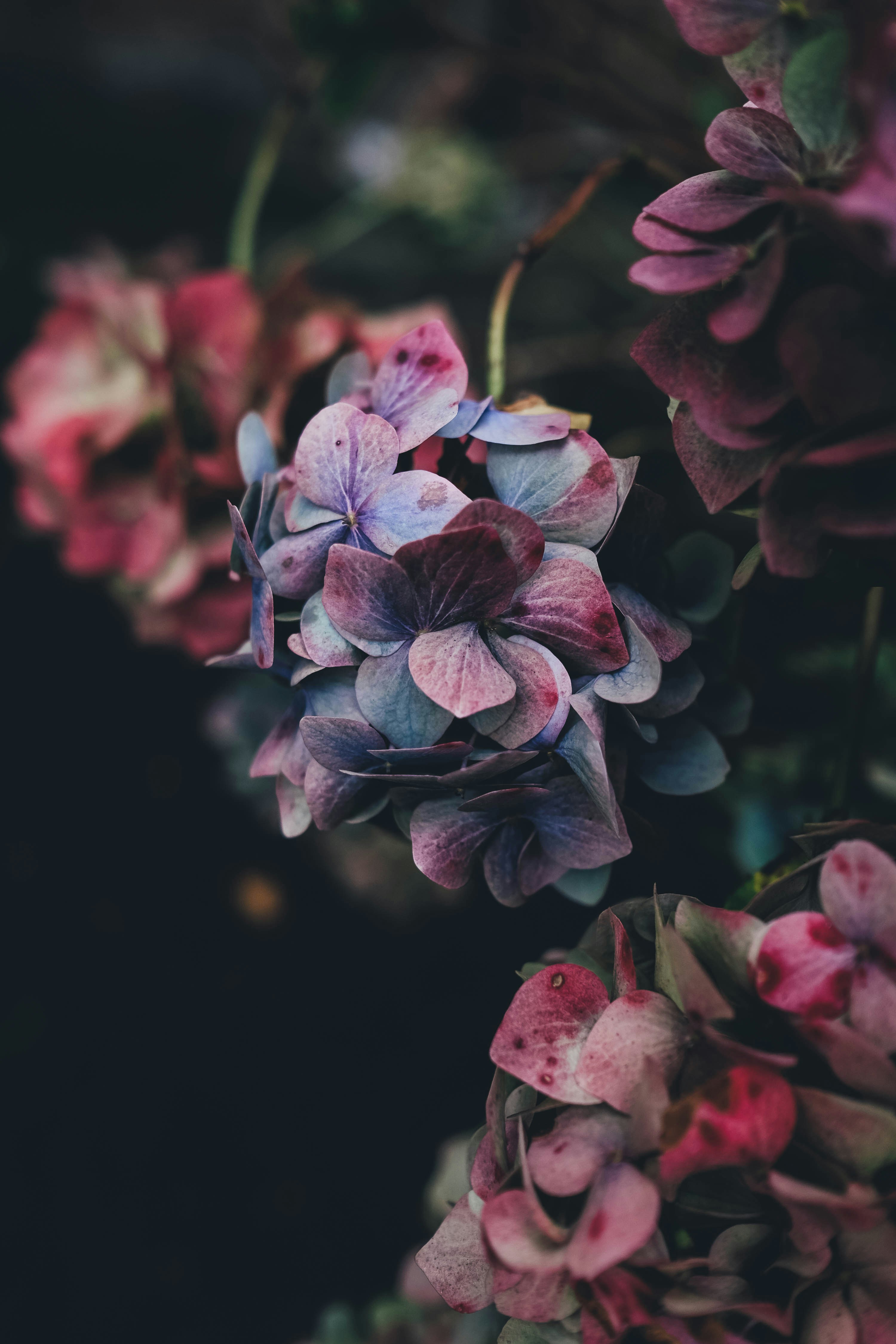 Dusky Dried Hydrangea Blooms