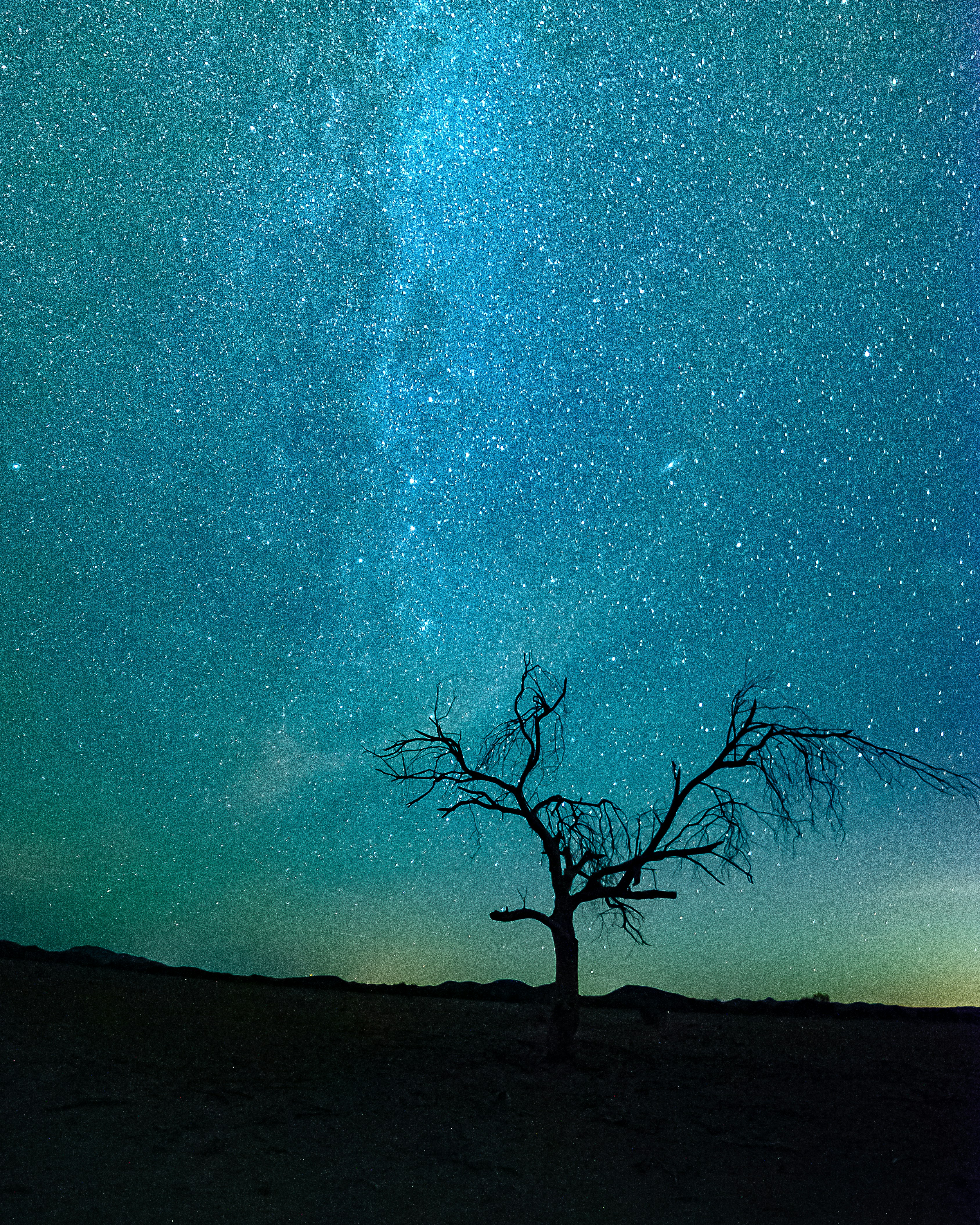 Dead Tree Under Starry Night Sky