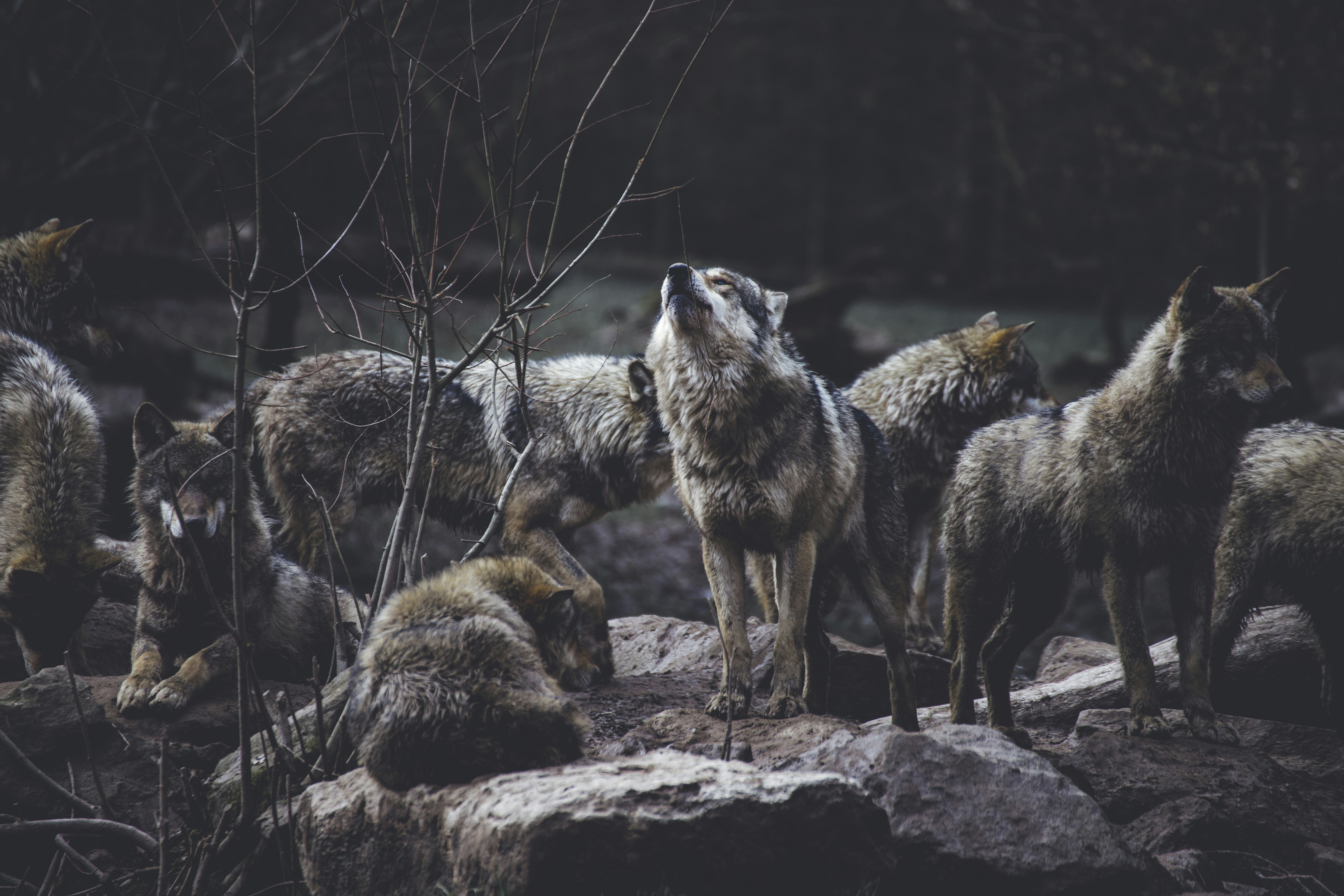 Wolf Pack in Dark Forest