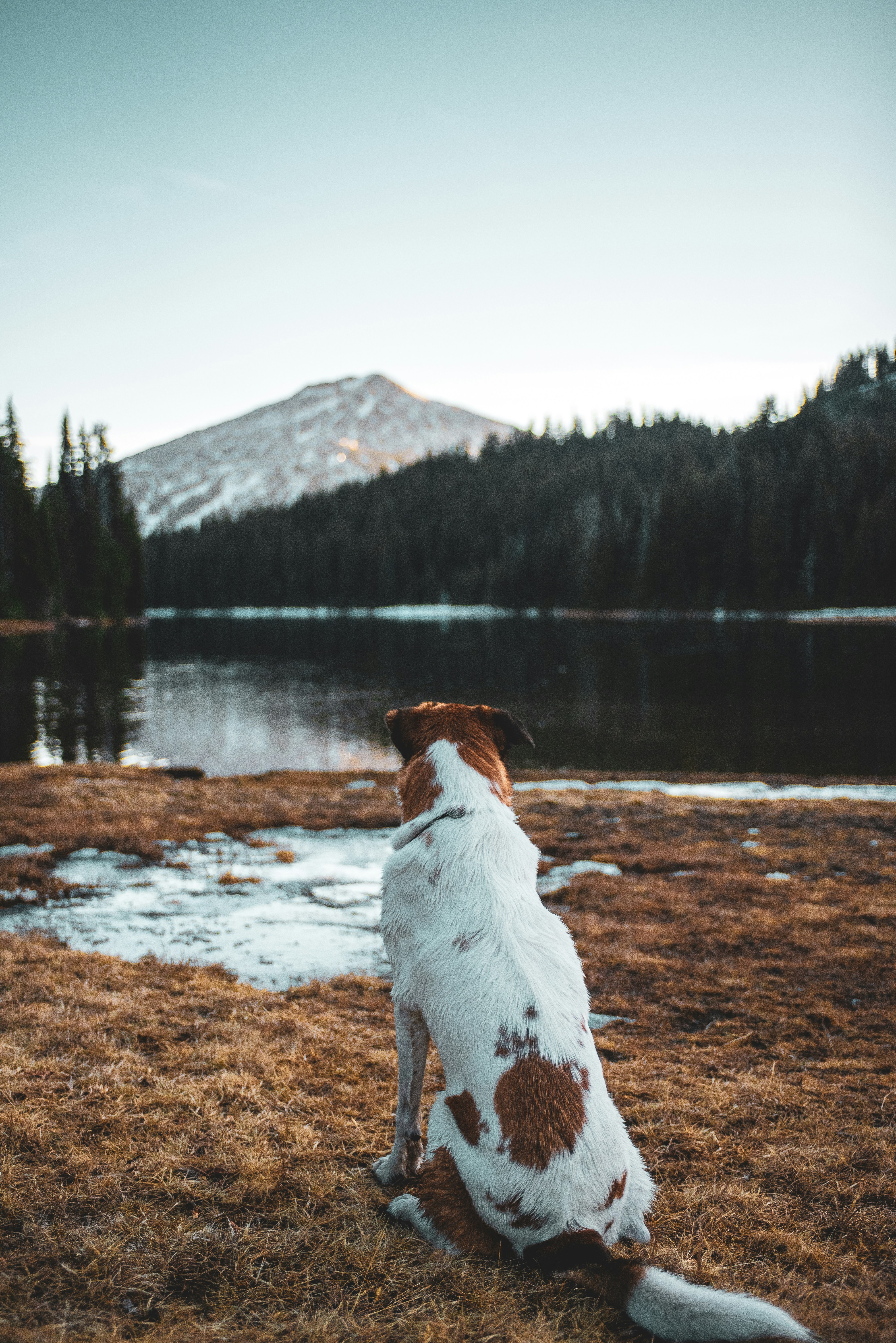 Dog Gazing At Mountain Lake