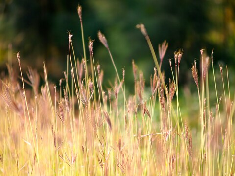 Sunlit Wild Grasses