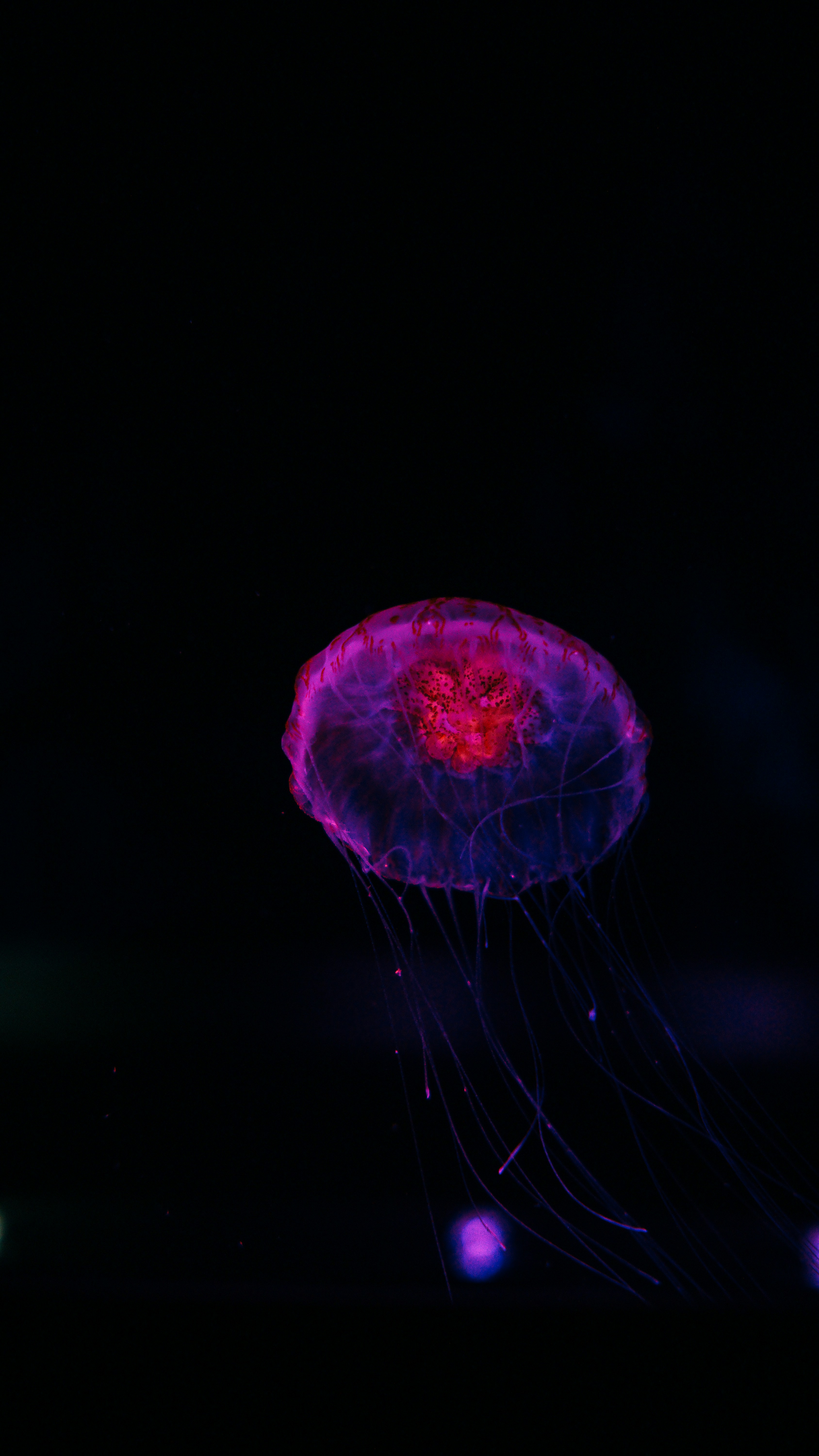 Glowing Purple Jellyfish