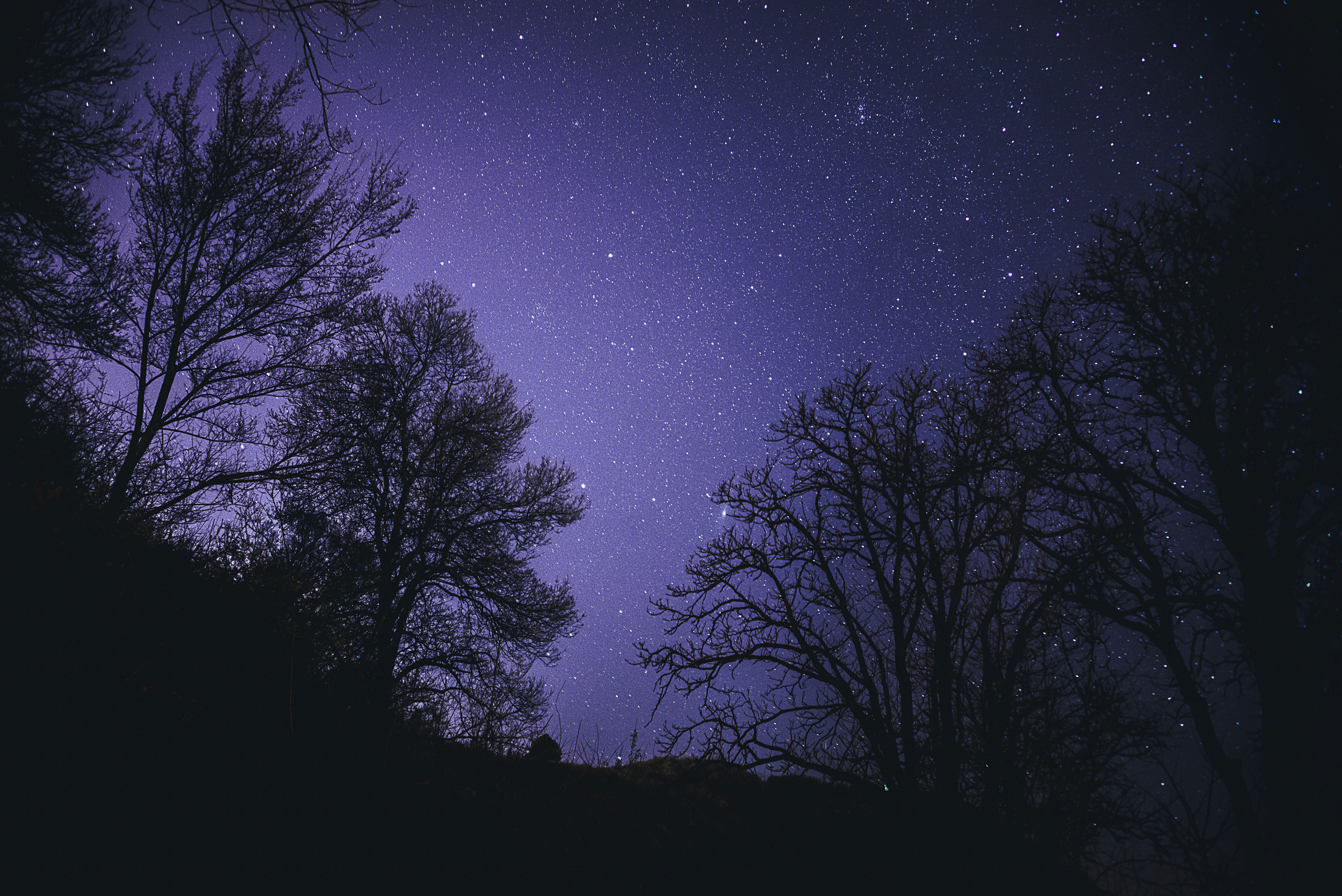 Starry Night Over Tree Silhouettes