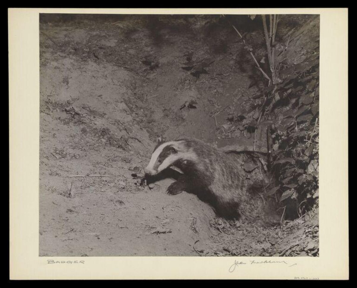 Vintage Photograph of a Badger