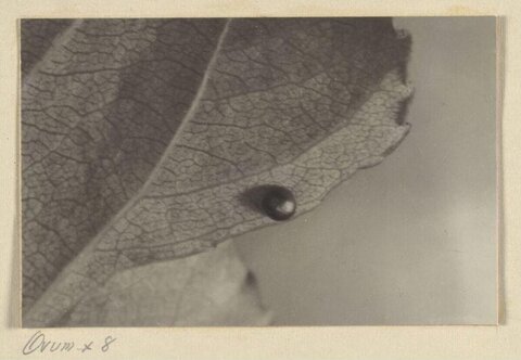 Magnified Insect Egg on Leaf
