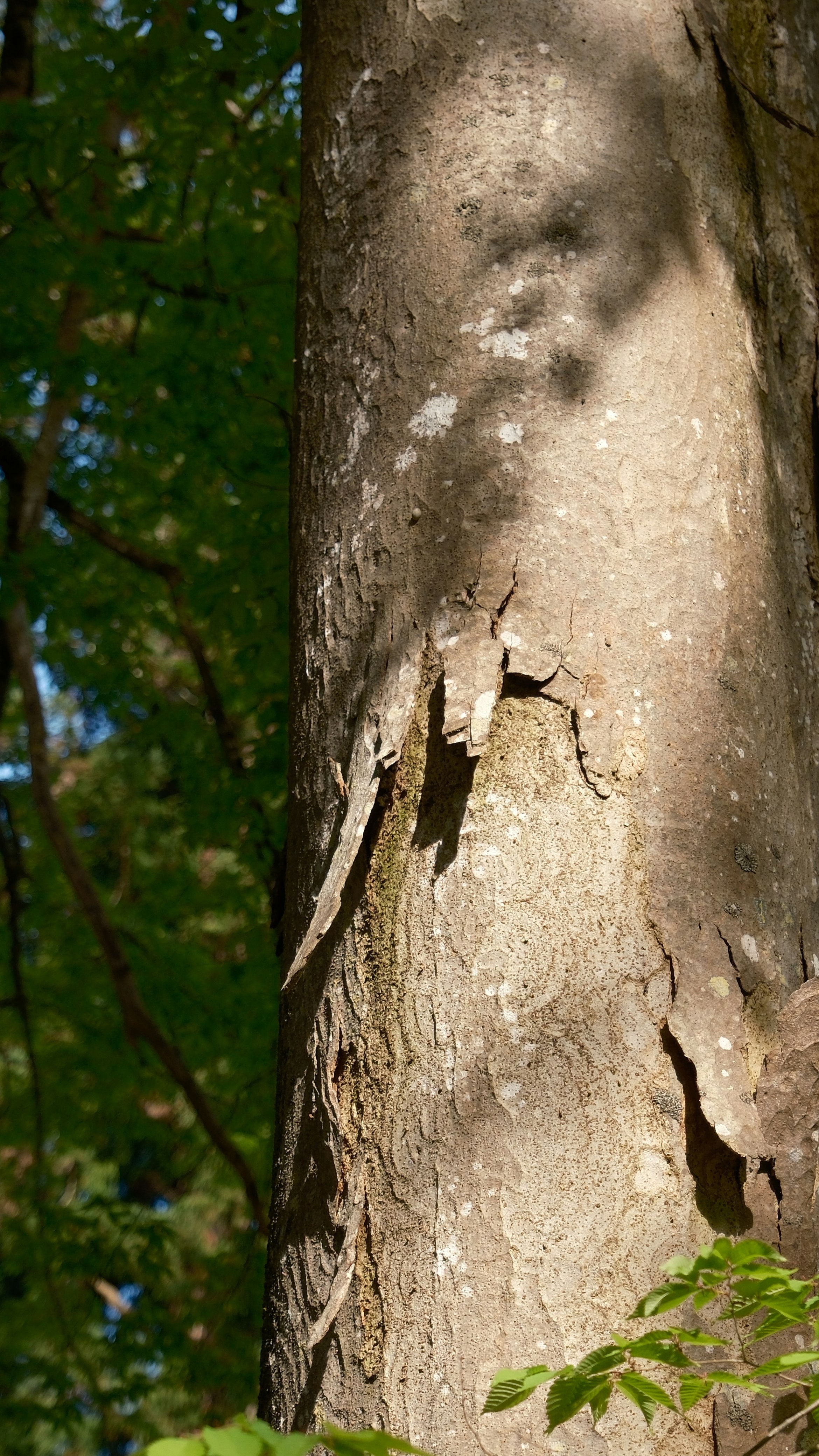 Peeling Tree Trunk in Forest