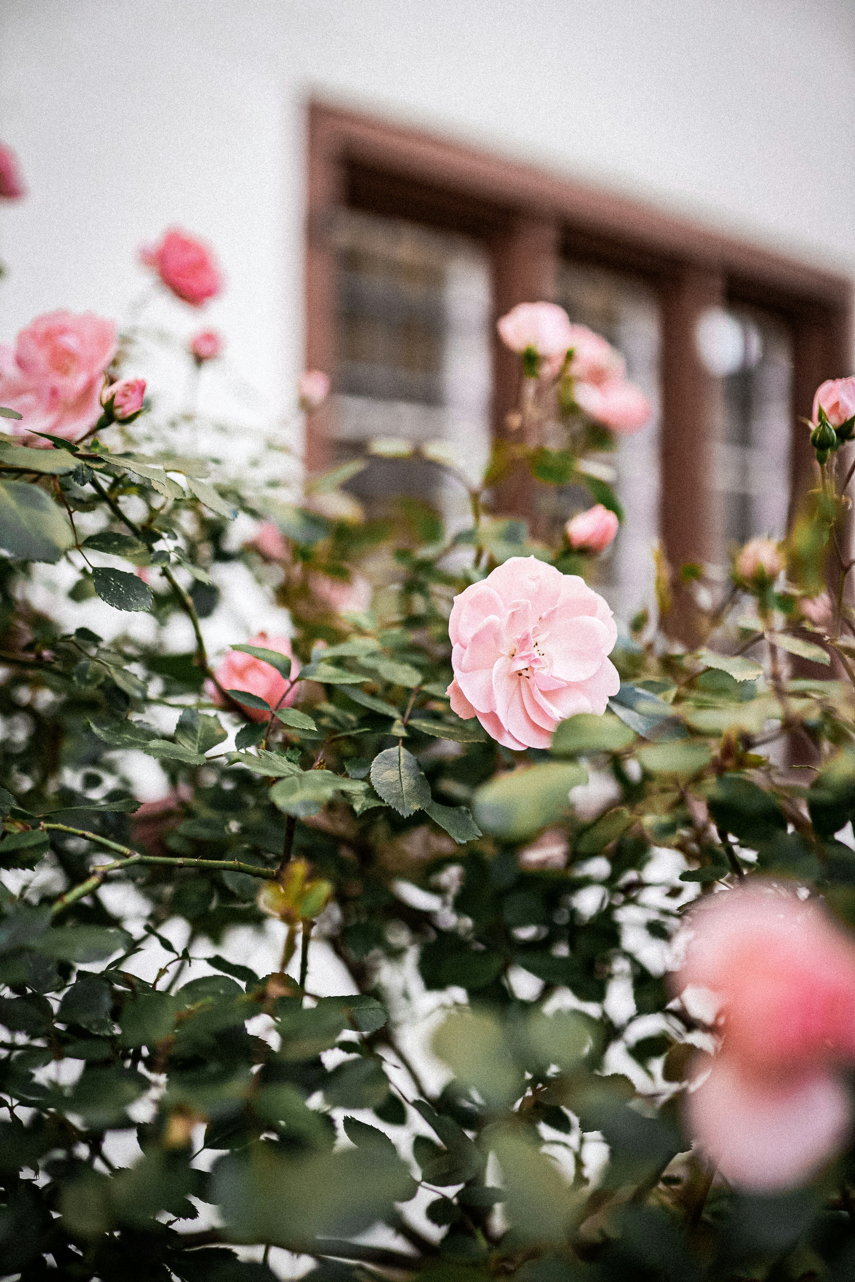 Pink Roses by House Window