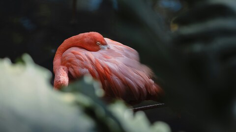 Resting Flamingo Among Foliage