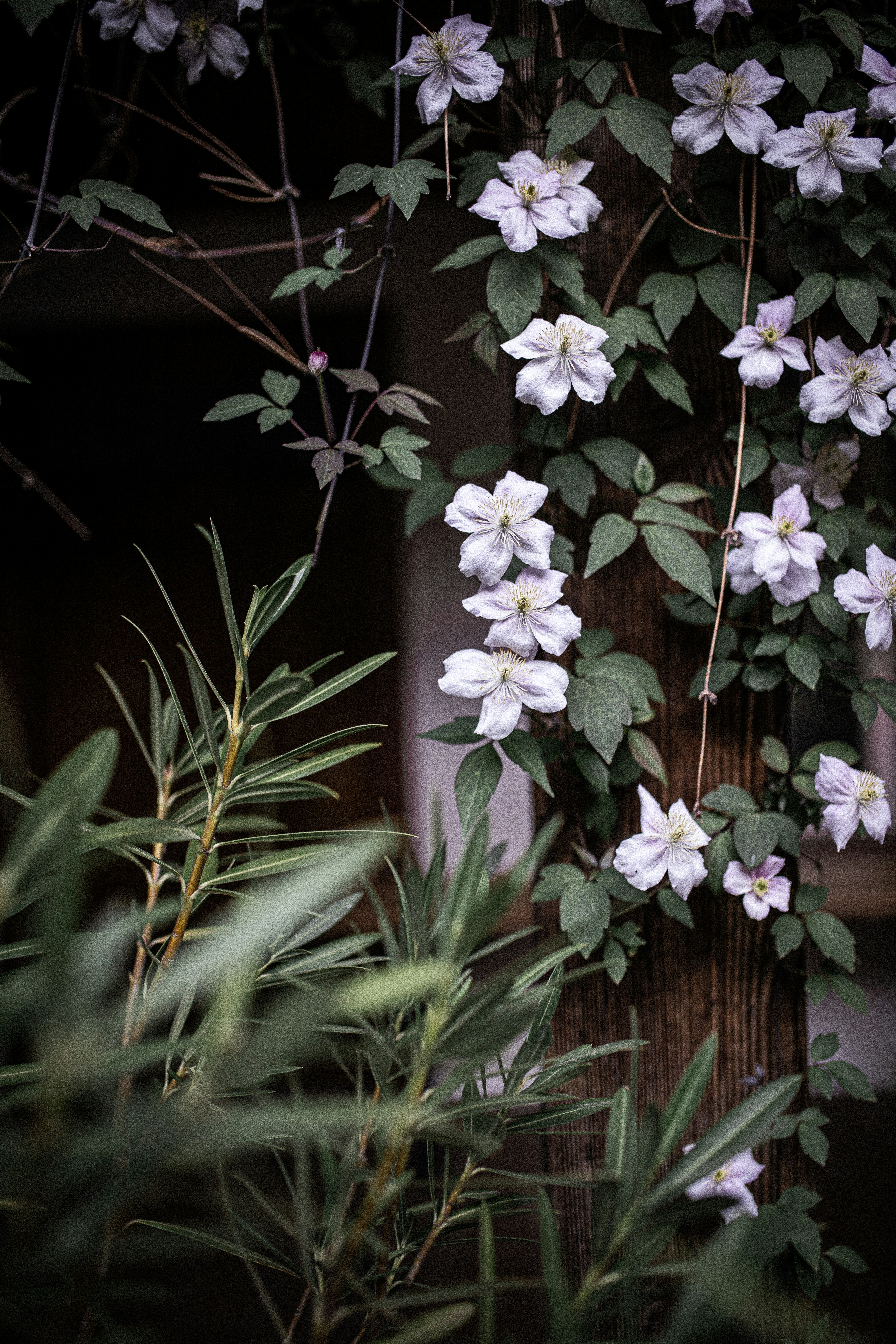 Light Purple Clematis on Wooden Post