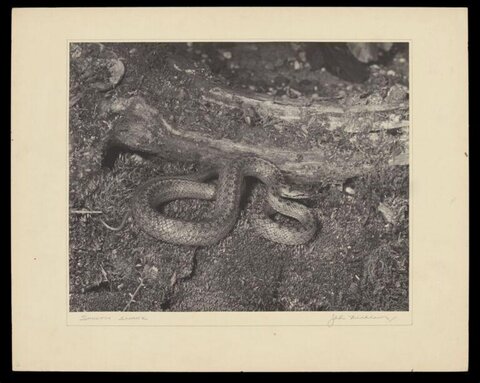 Smooth Snake Coiled on Ground