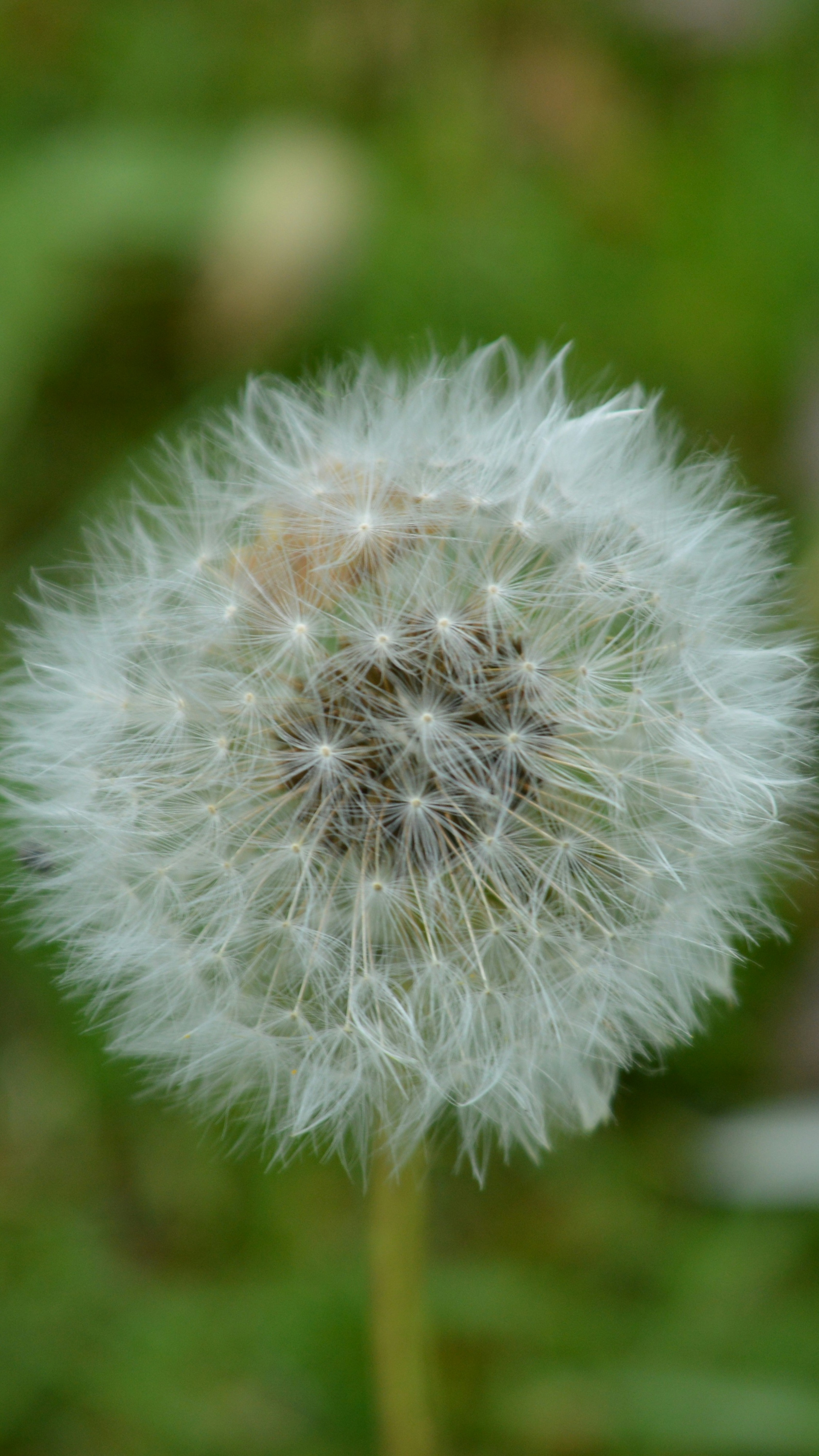 Mature Dandelion Puff