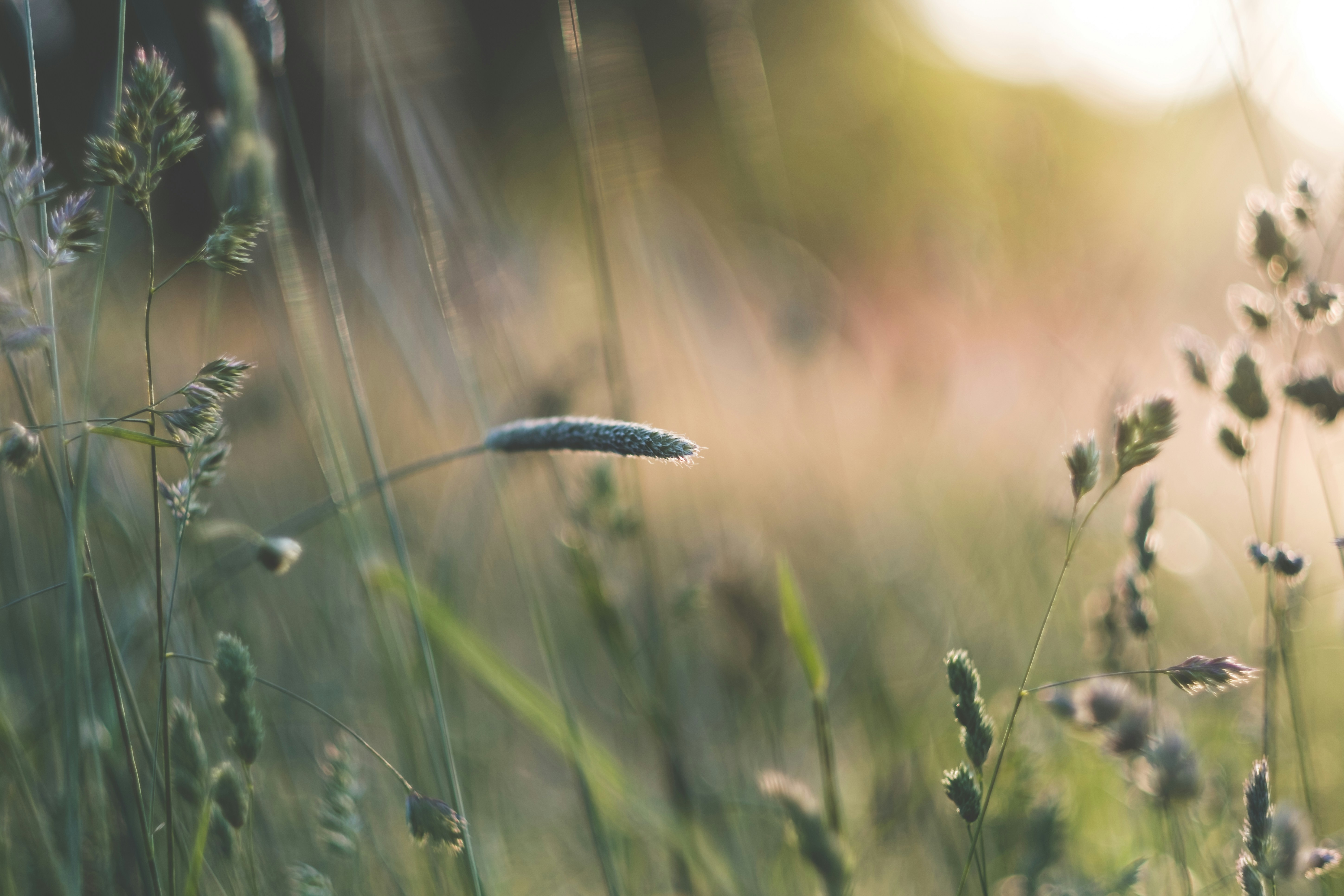 Wild Grasses at Sunset