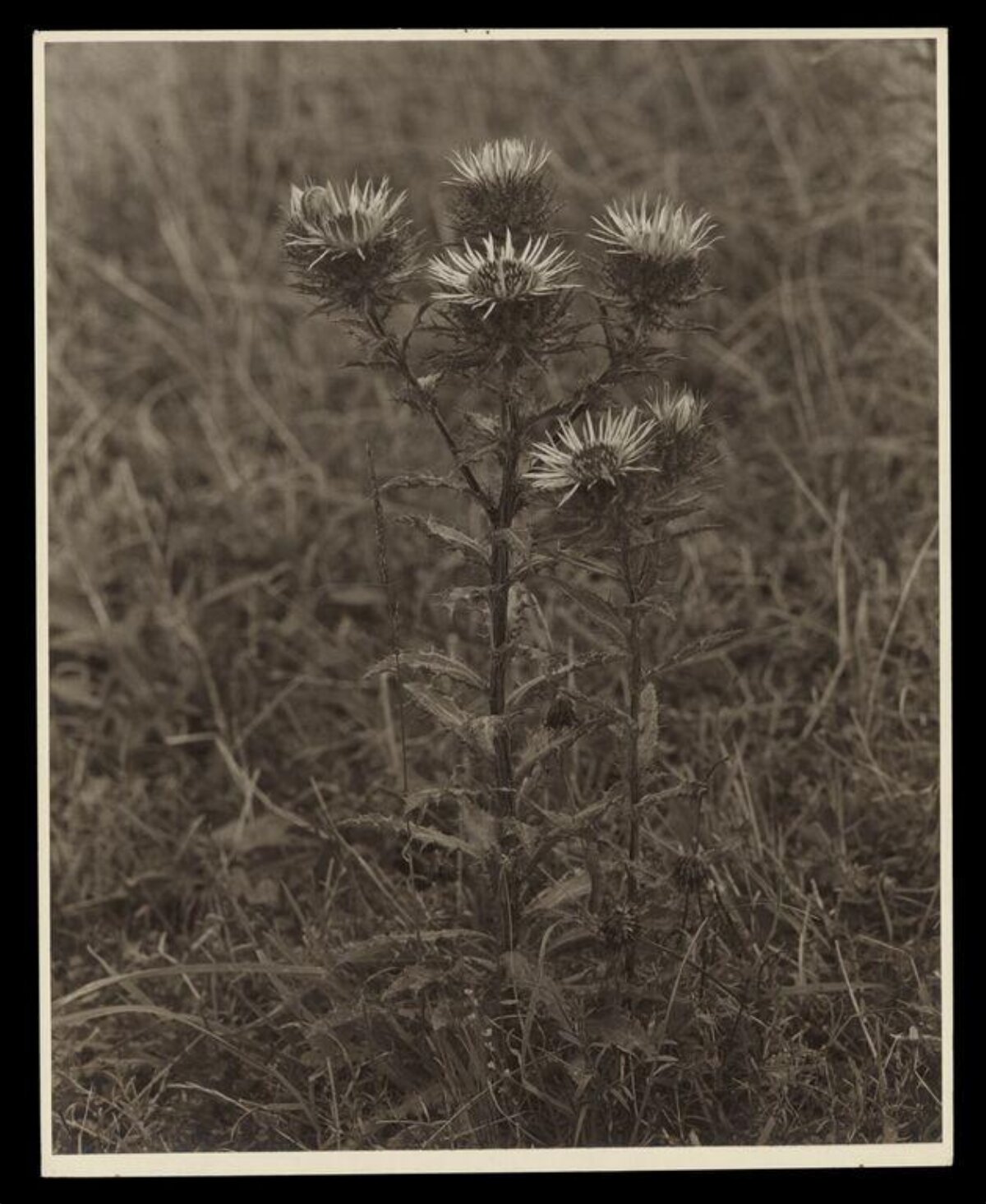 Vintage Photo of Wild Thistle