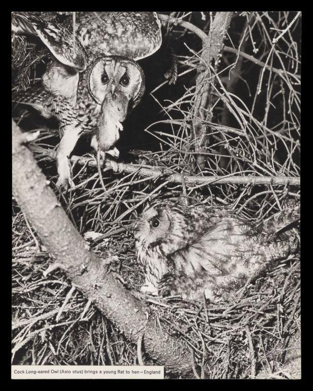 Male Long-eared Owl Brings Prey to Hen