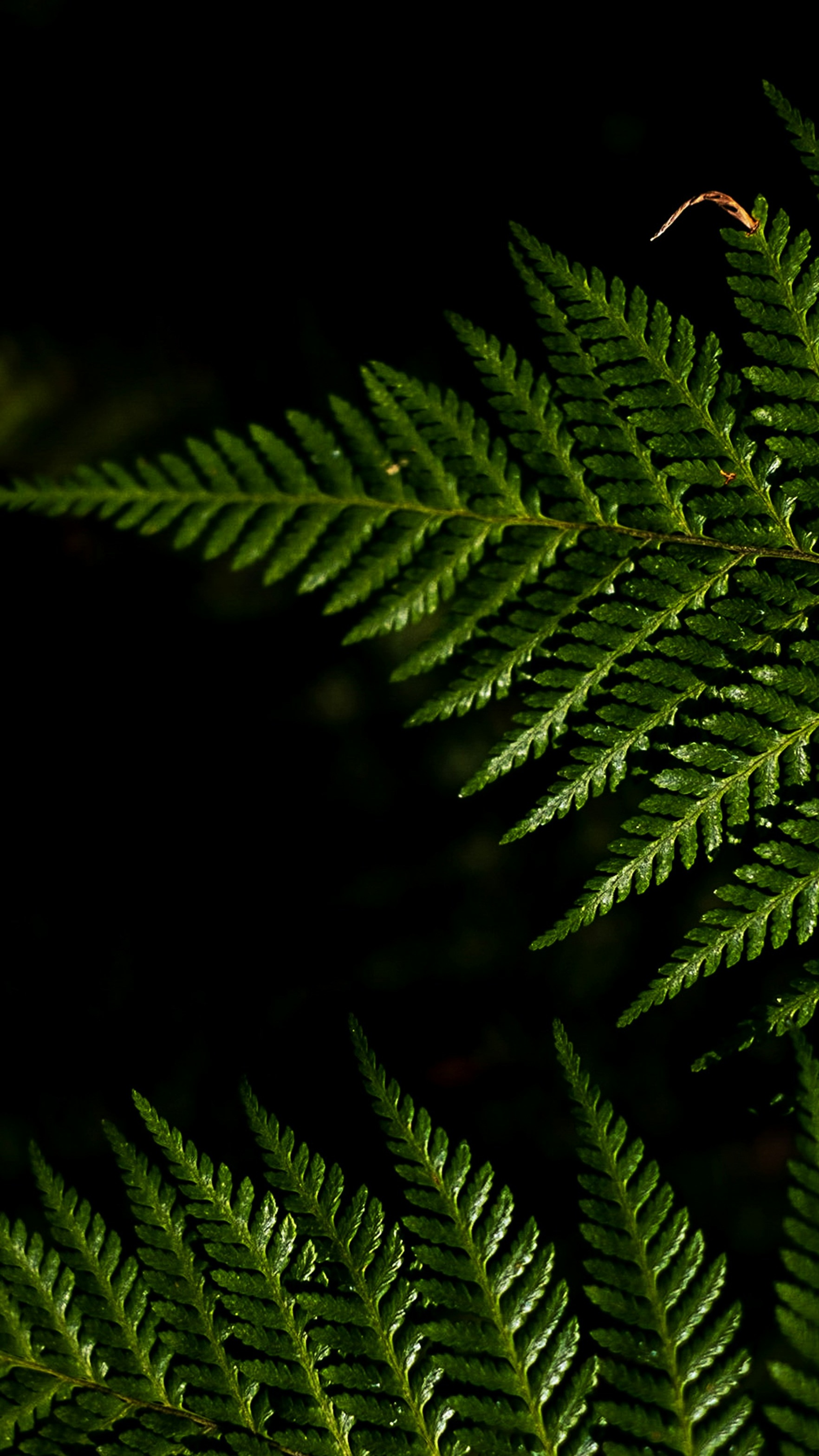 Wallpapers