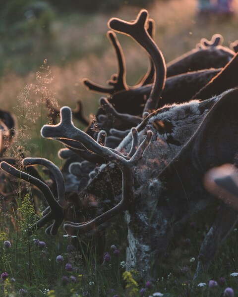 Herd of Reindeer in Sunset Meadow