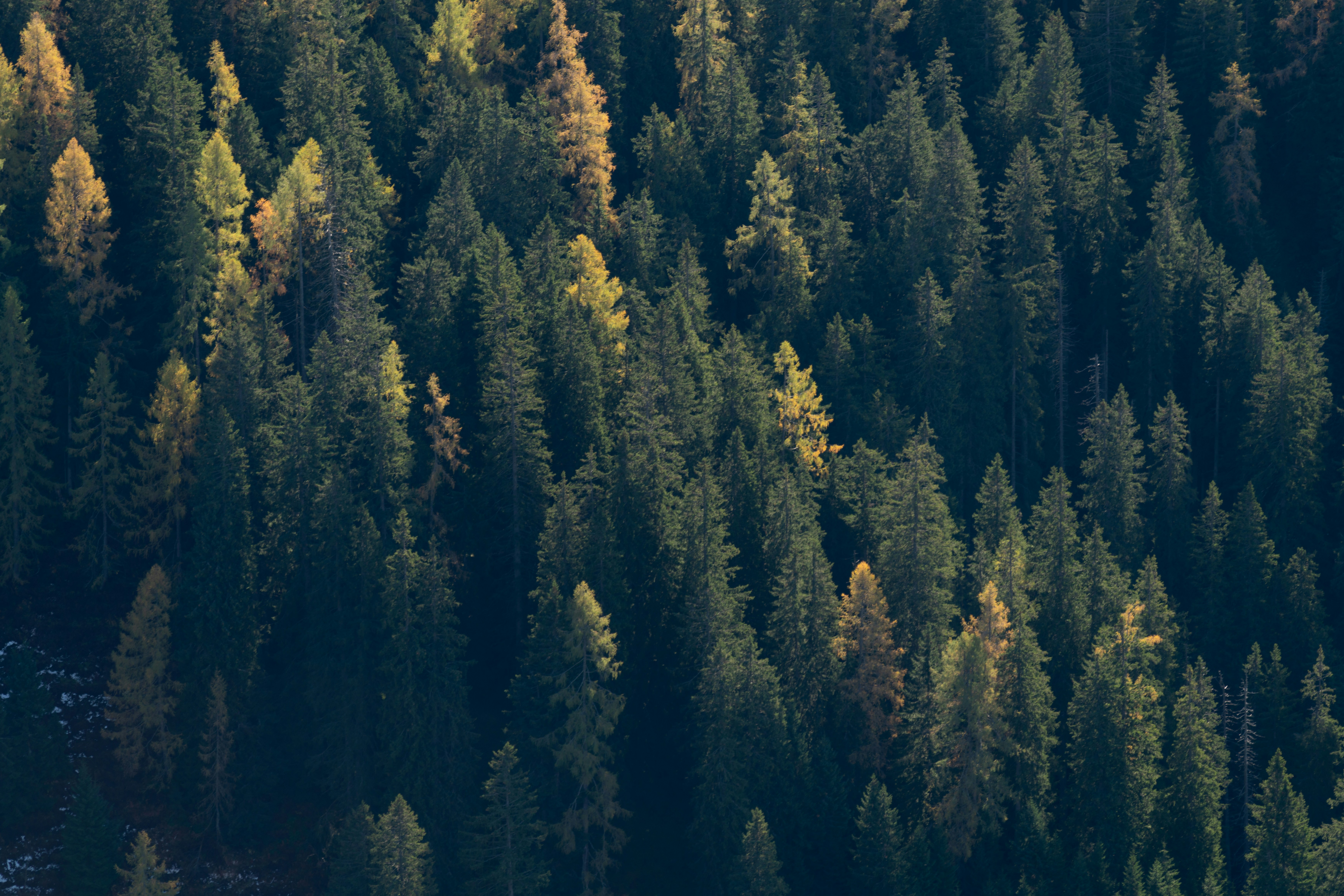 Sunlit Autumn Coniferous Forest