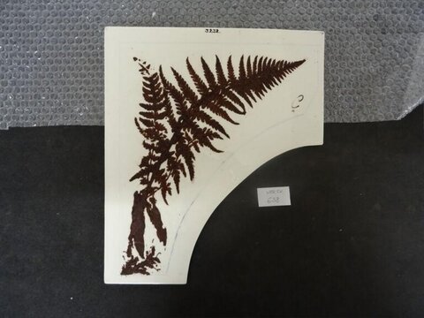 Pressed Fern Herbarium Specimen