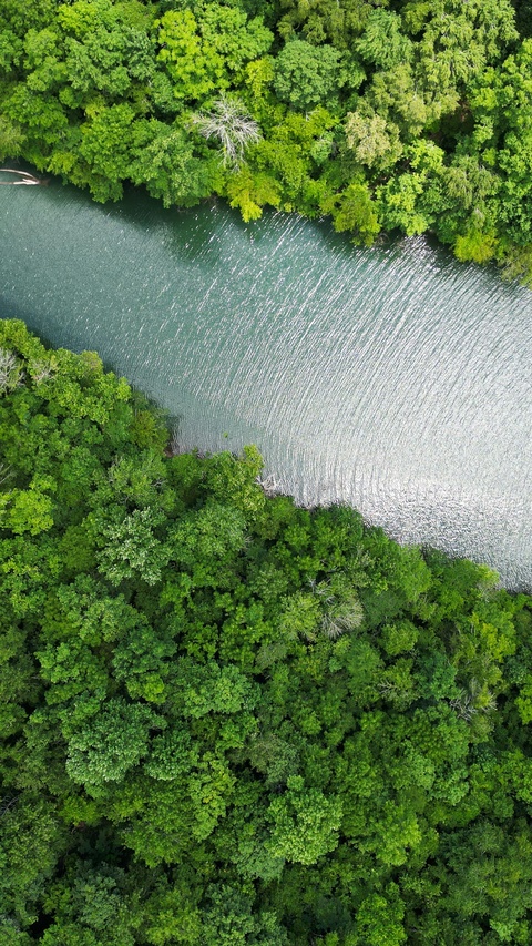 Aerial View of River Through Forest
