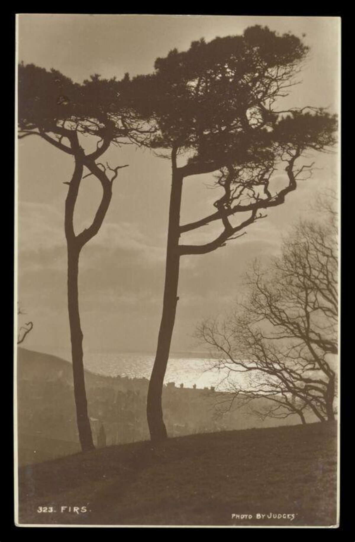 Silhouetted Firs Overlooking Water