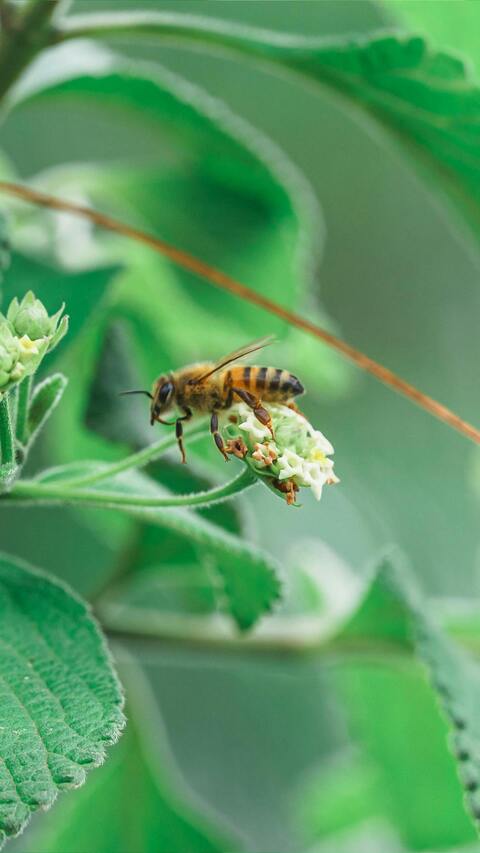 Honey Bee on a Small Flower