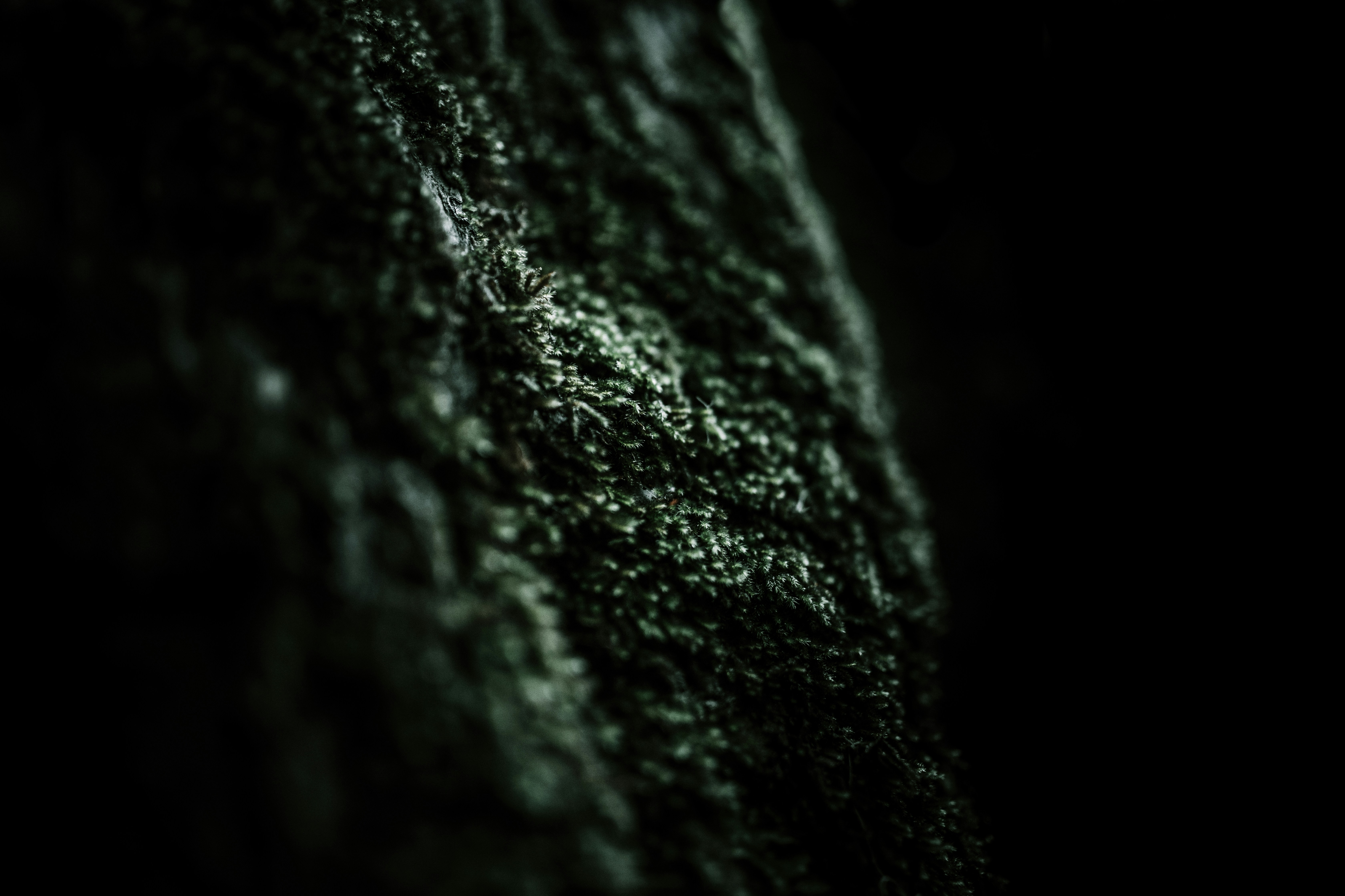 Moss Growing on Tree Bark