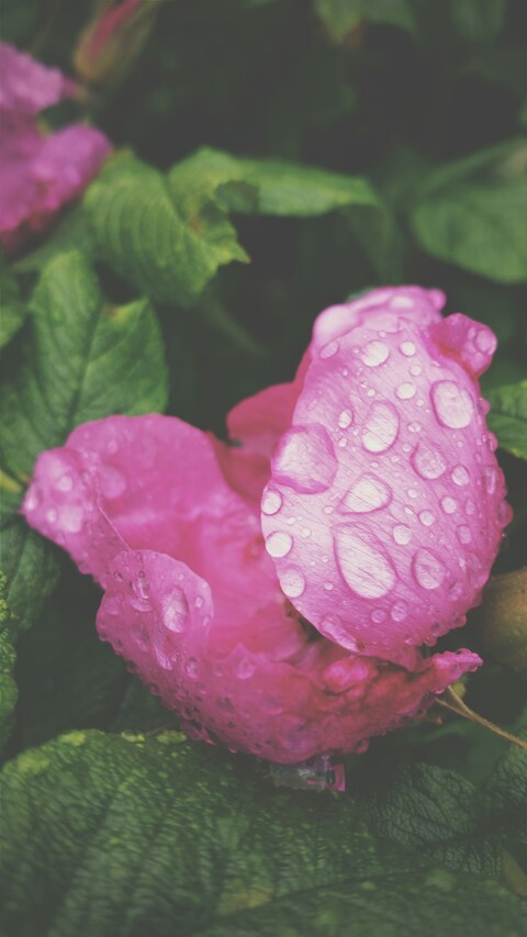 Pink Rose with Dewdrops
