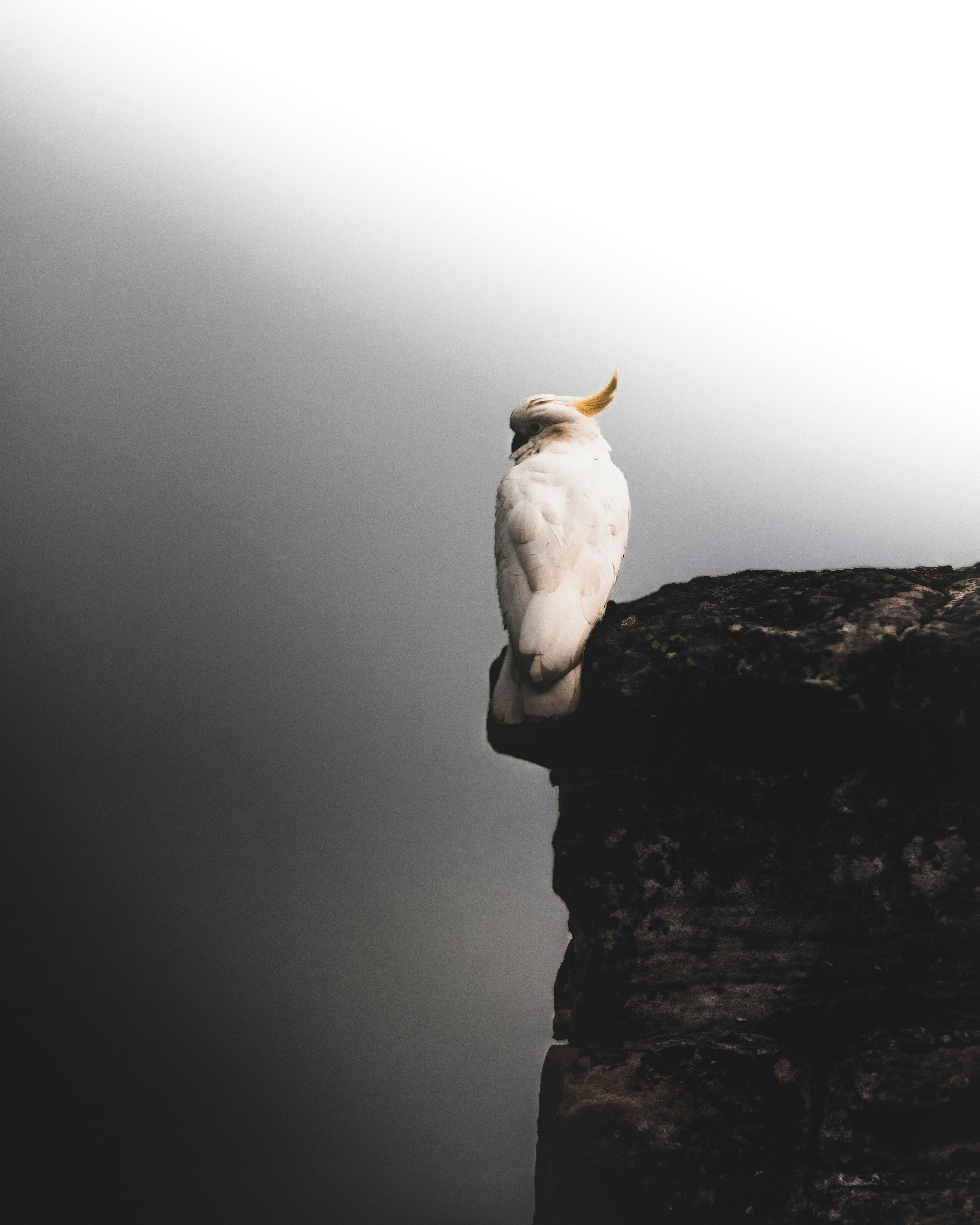 Yellow-crested Cockatoo on Cliff
