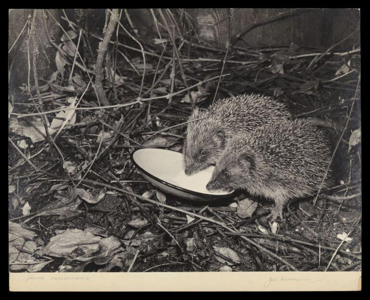 Two Young Hedgehogs Drinking Milk