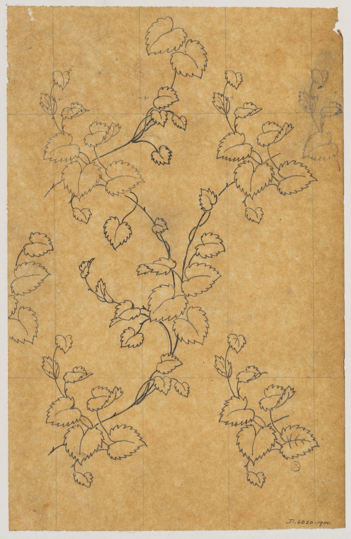 Line Sketch of Climbing Vine Leaves