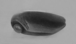 Single Dark Elongated Seashell — Animal Encyclopedia