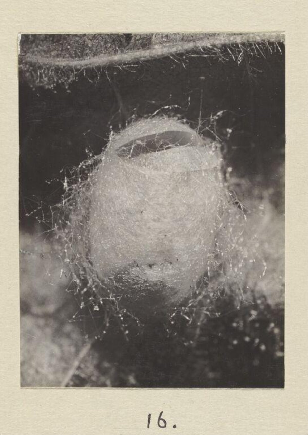 Close-up of Spider Egg Sac