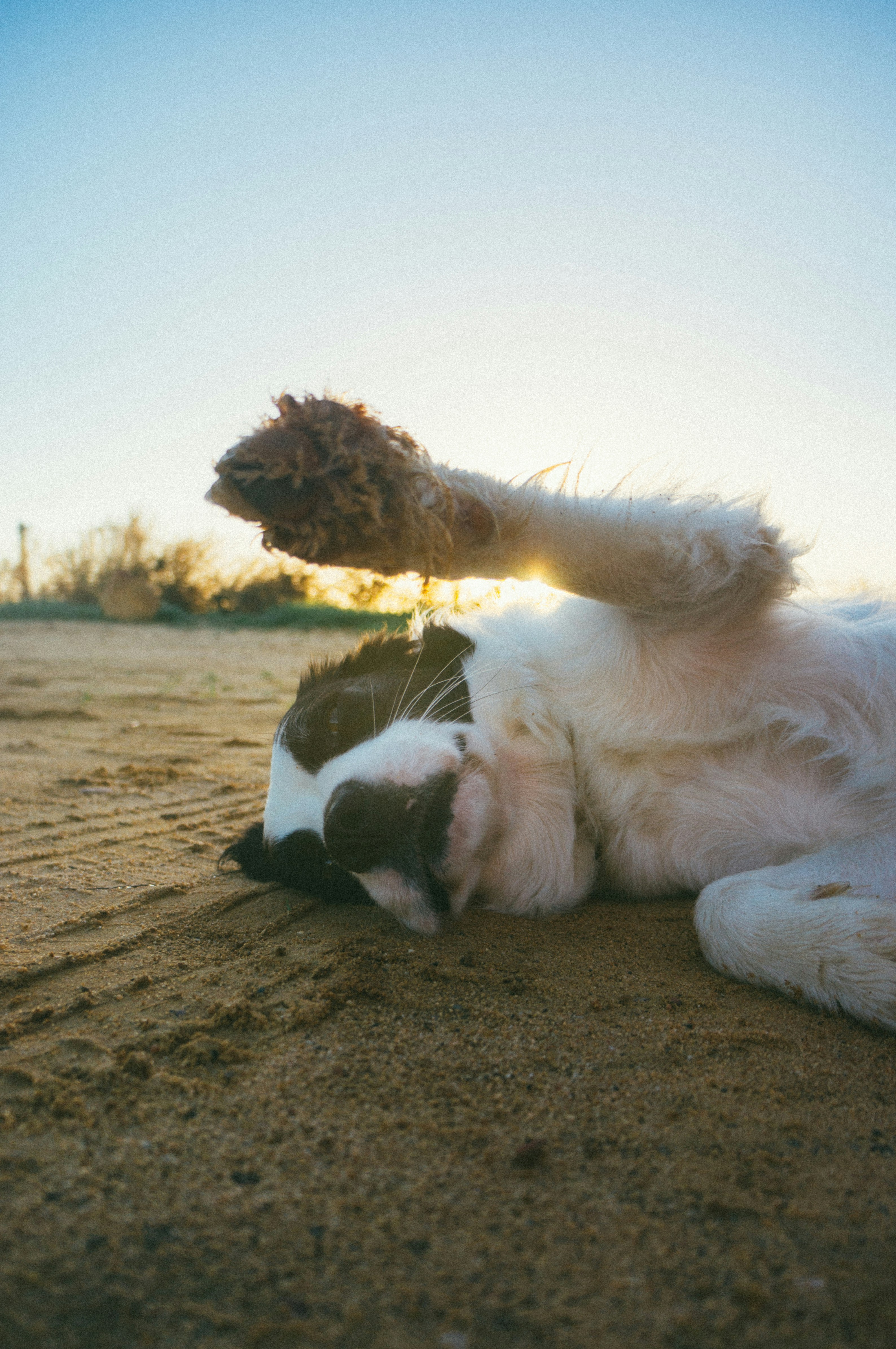 Black and White Dog Resting On Sand