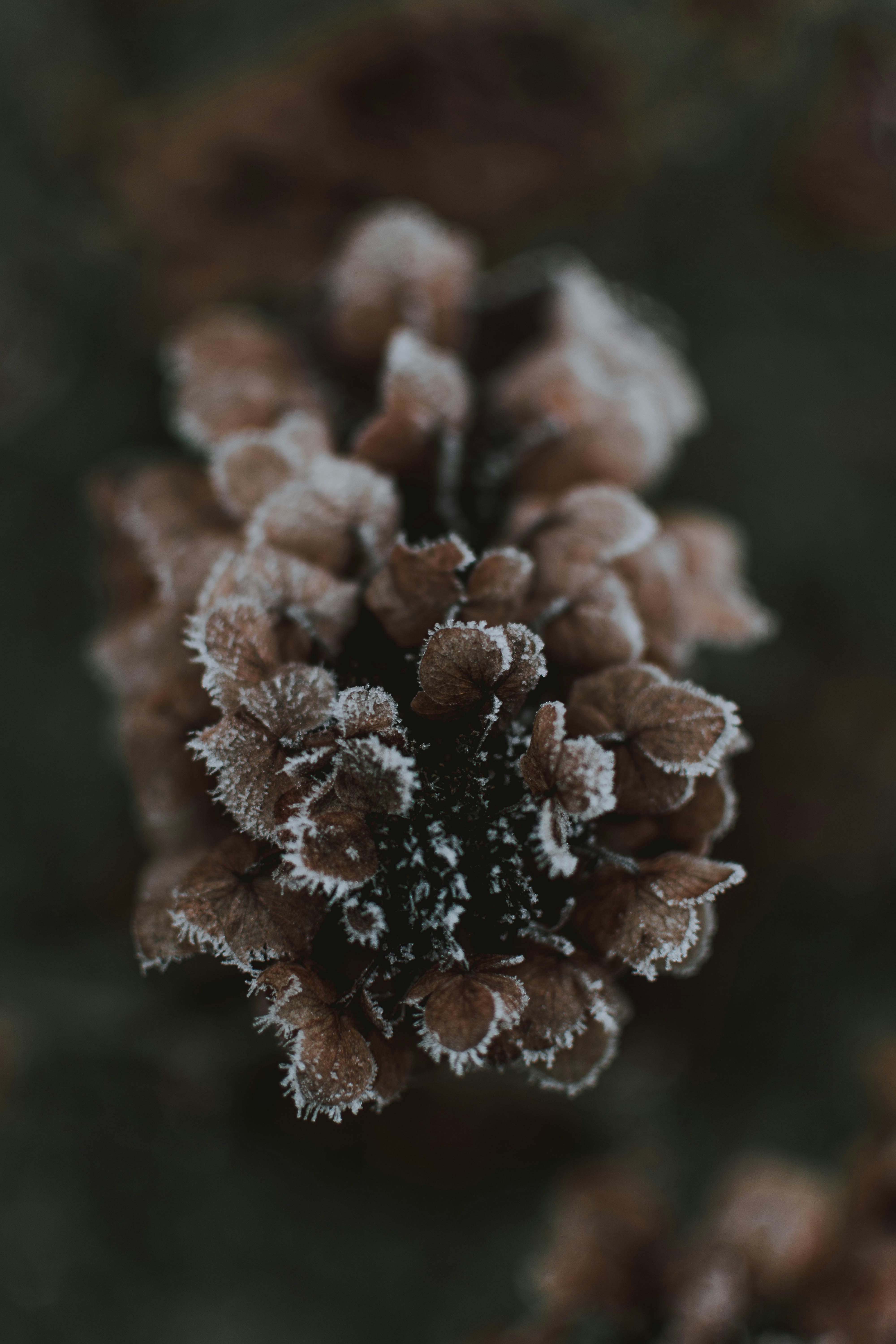 Frosted Dried Hydrangea