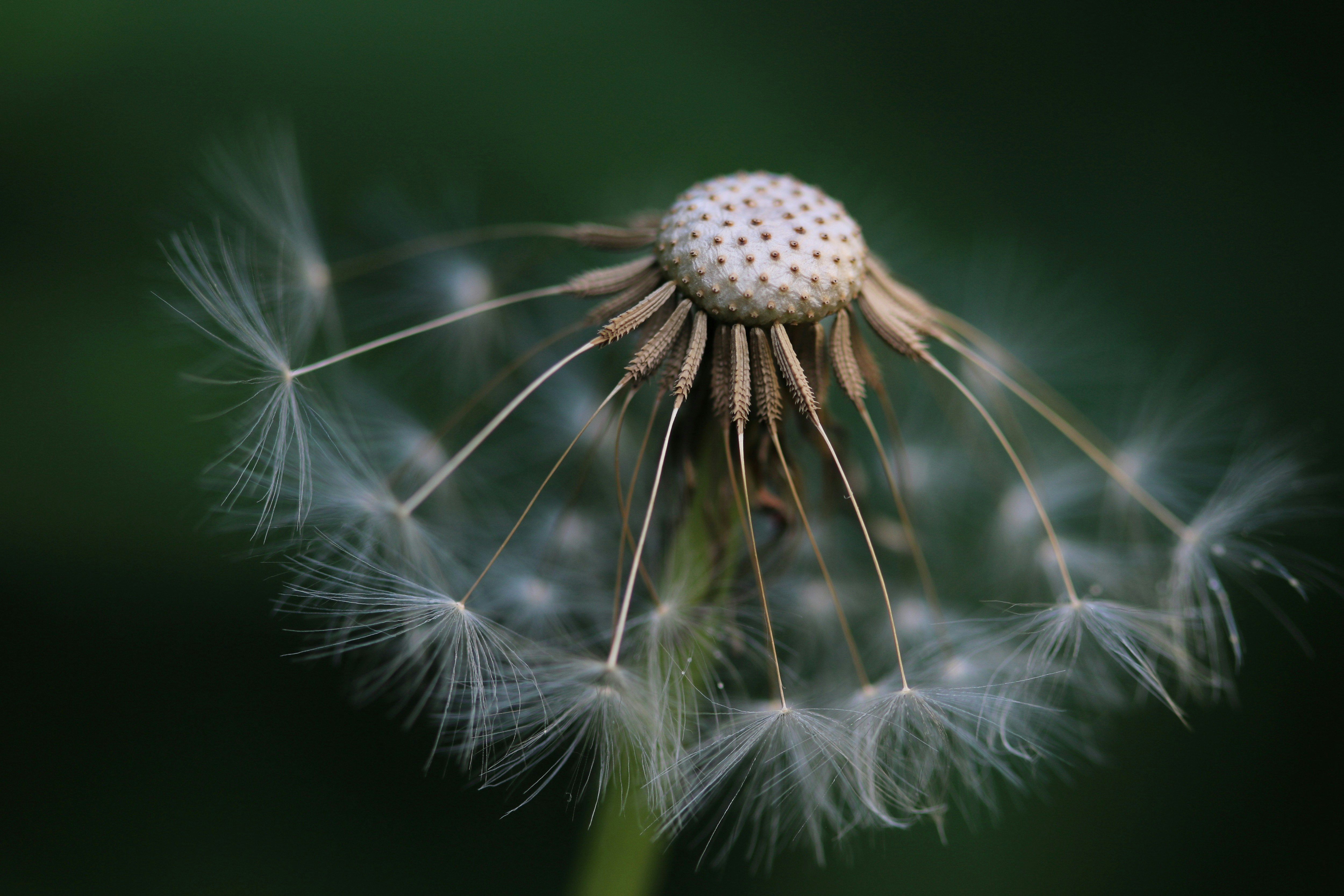 Partially Blown Dandelion Seed Head — Plant Encyclopedia