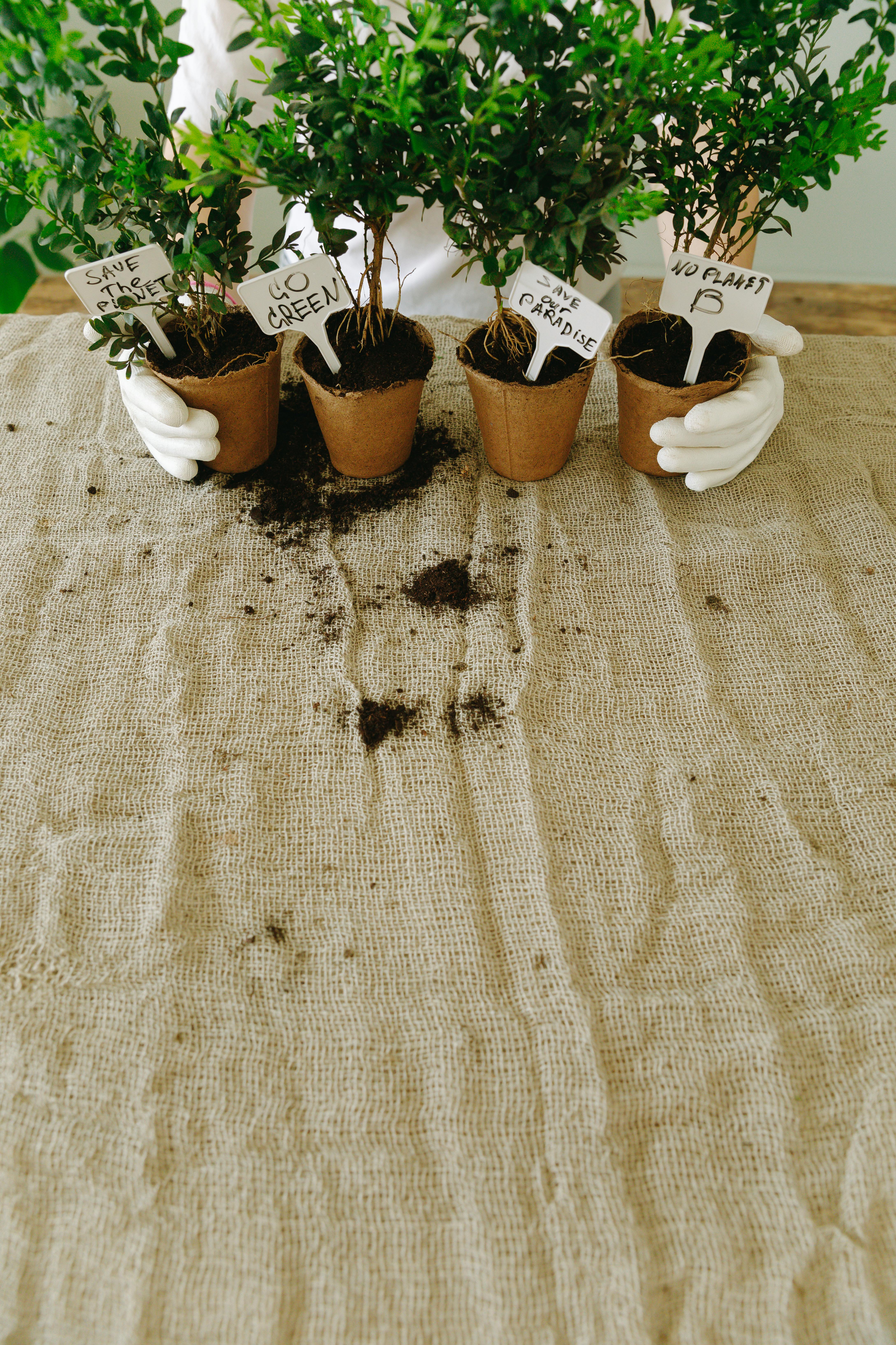 Environmental Conservation Potted Seedlings