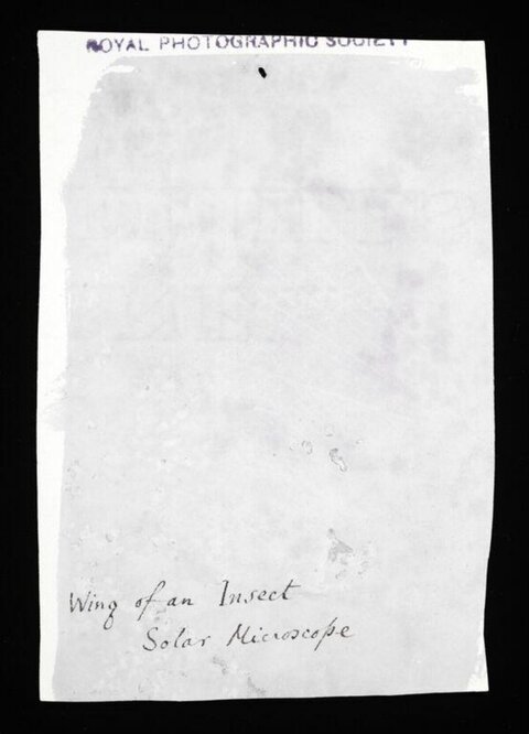 Vintage Insect Wing Micrograph Label
