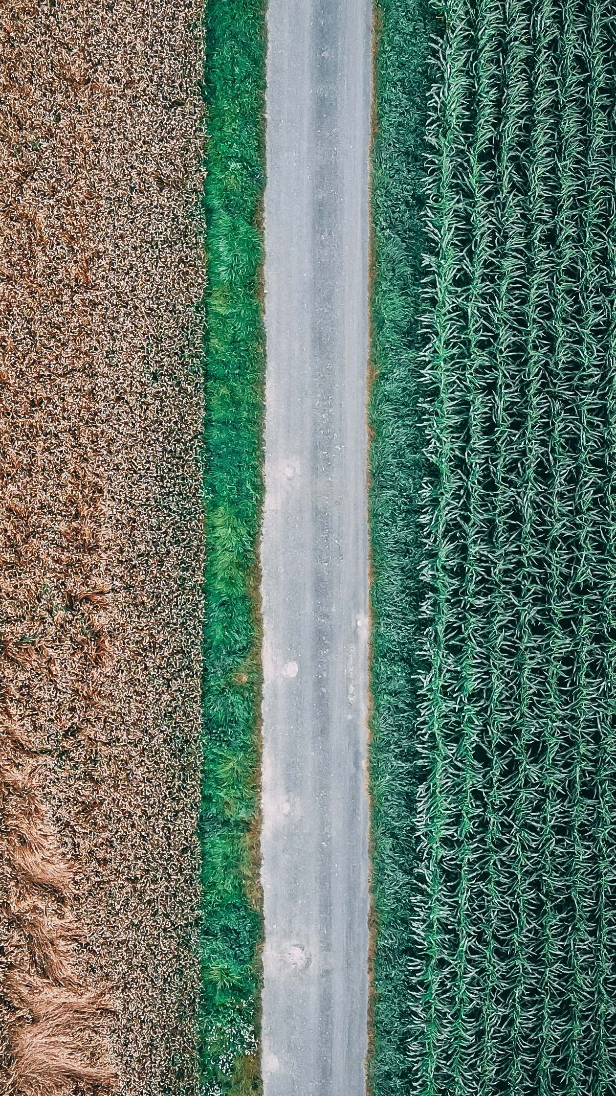 Wallpapers