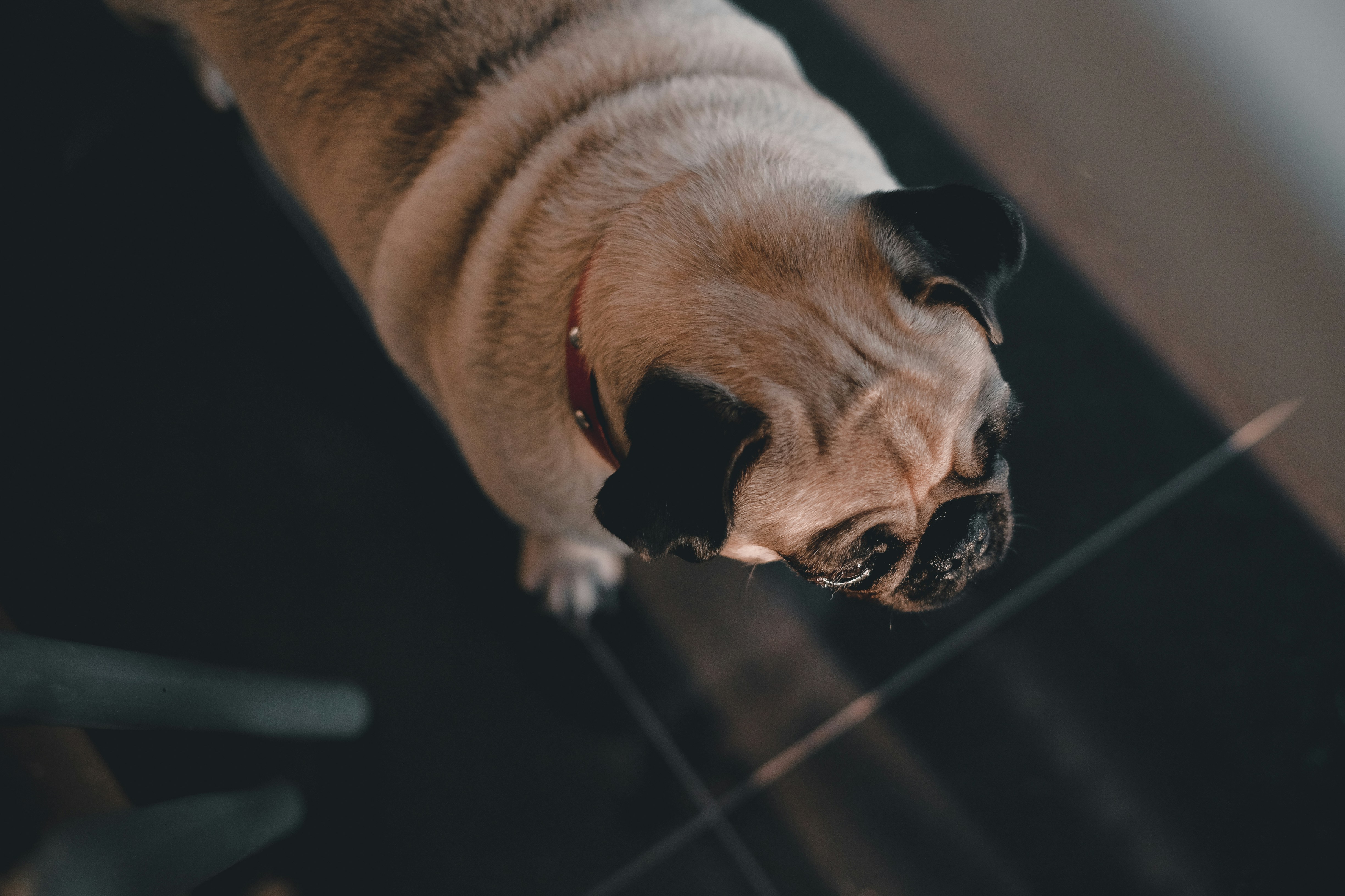 Pug Looking Down From Above