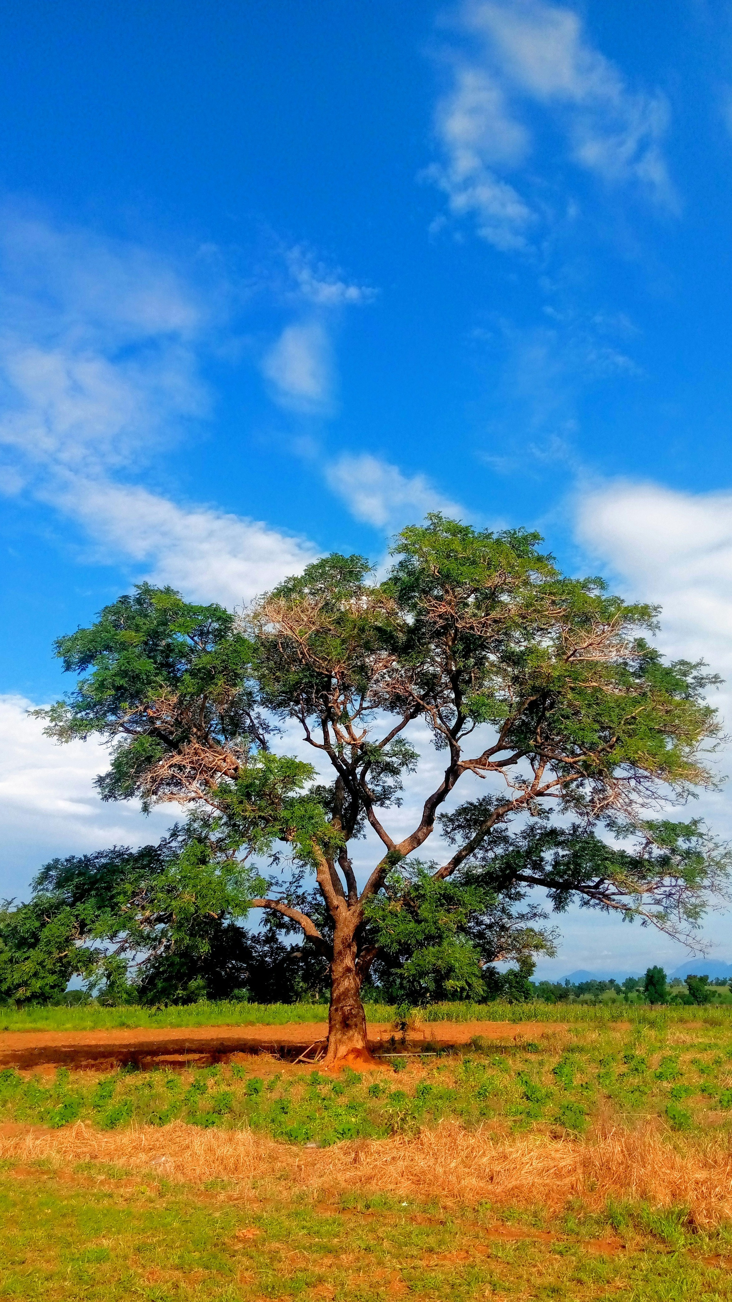 Lone Tree in Rural Field
