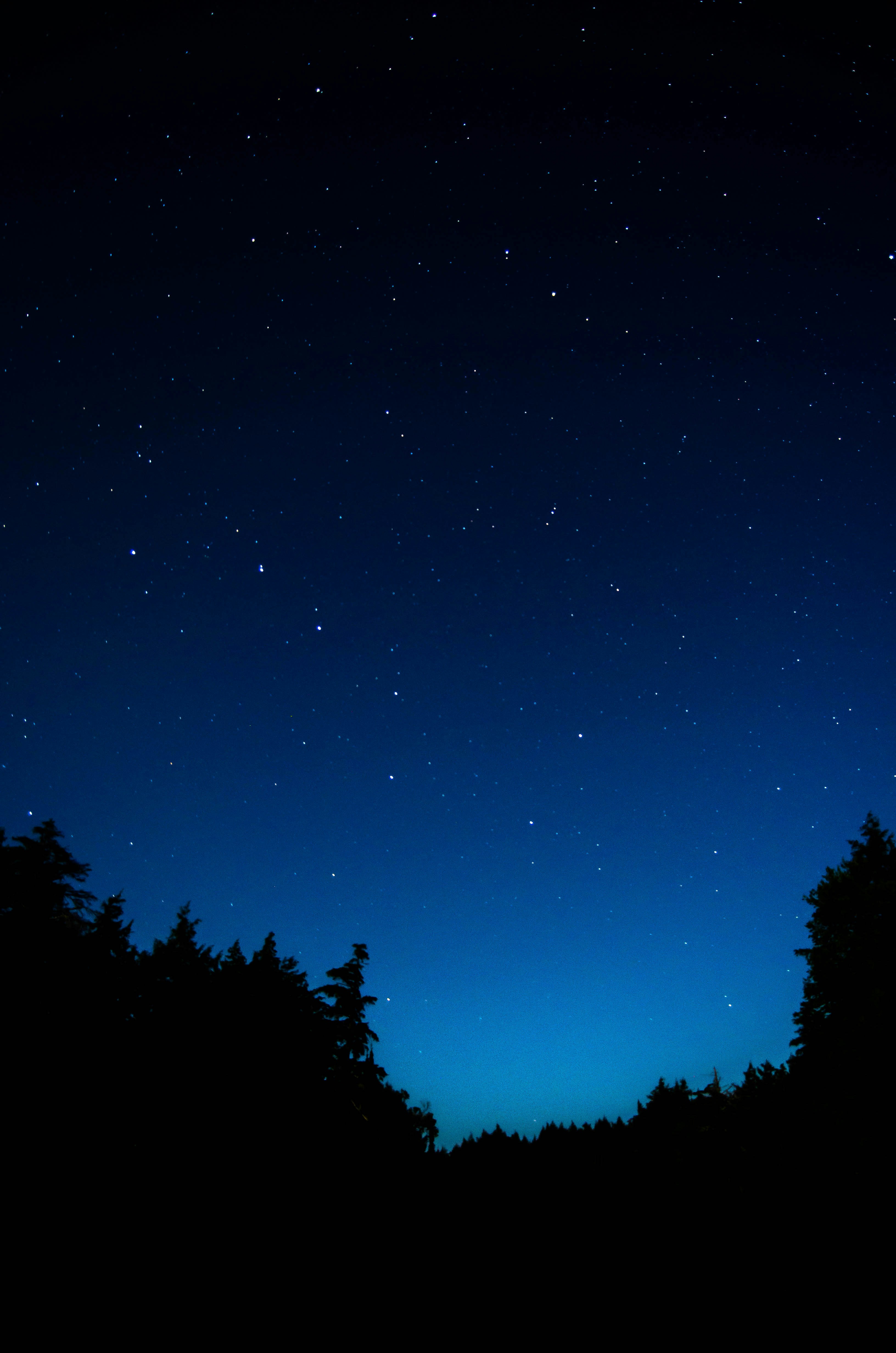 Starry Night Sky Over Forest