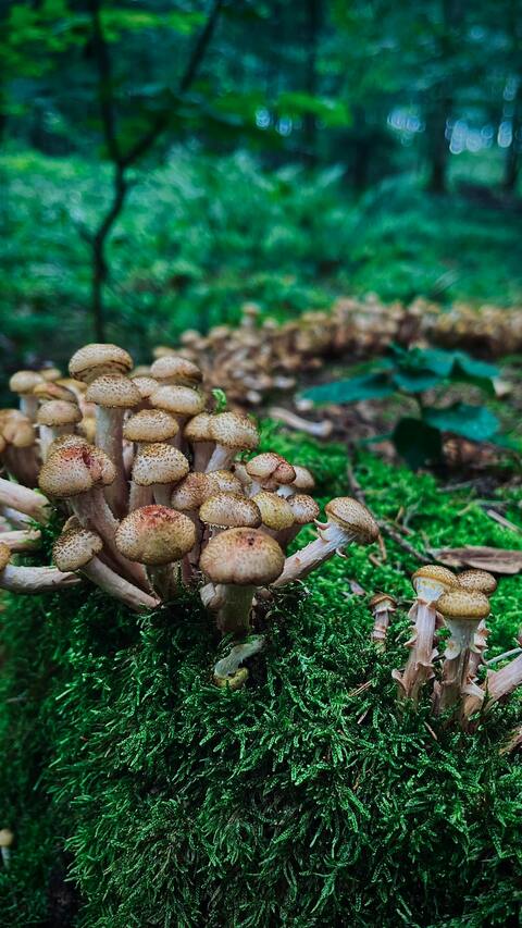 Cluster of Honey Mushrooms in Forest