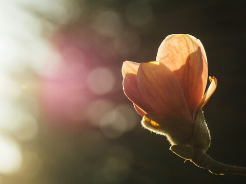 Backlit Magnolia Flower Bud