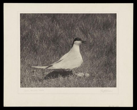 Gull-billed Tern in Tall Grass