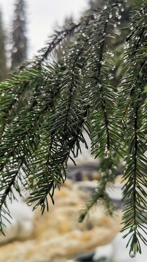 Spruce Branches with Raindrops