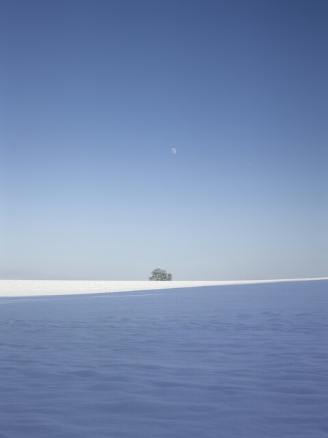 Snowy Field with Lone Tree and Moon