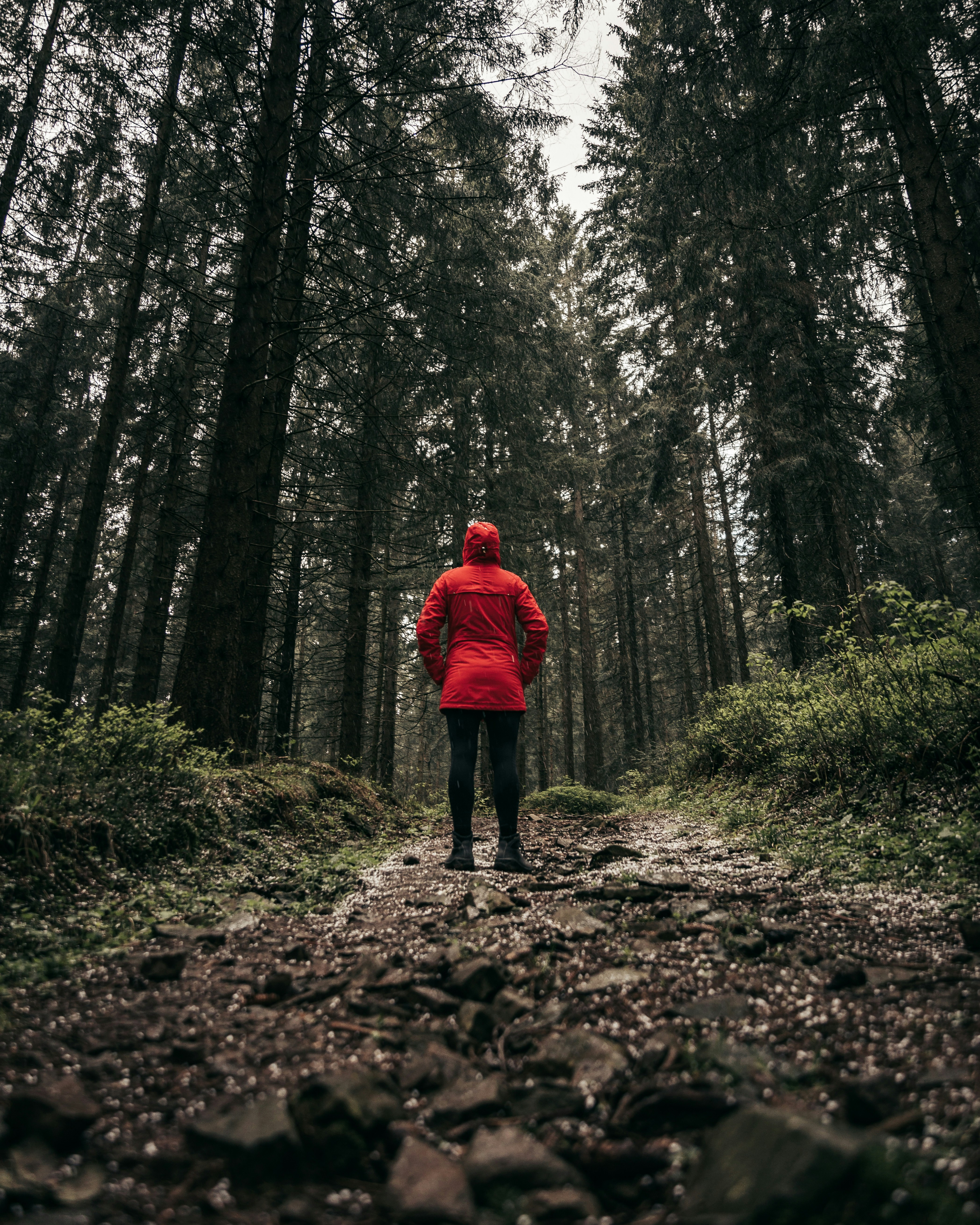 Red Jacketed Hiker on Forest Path
