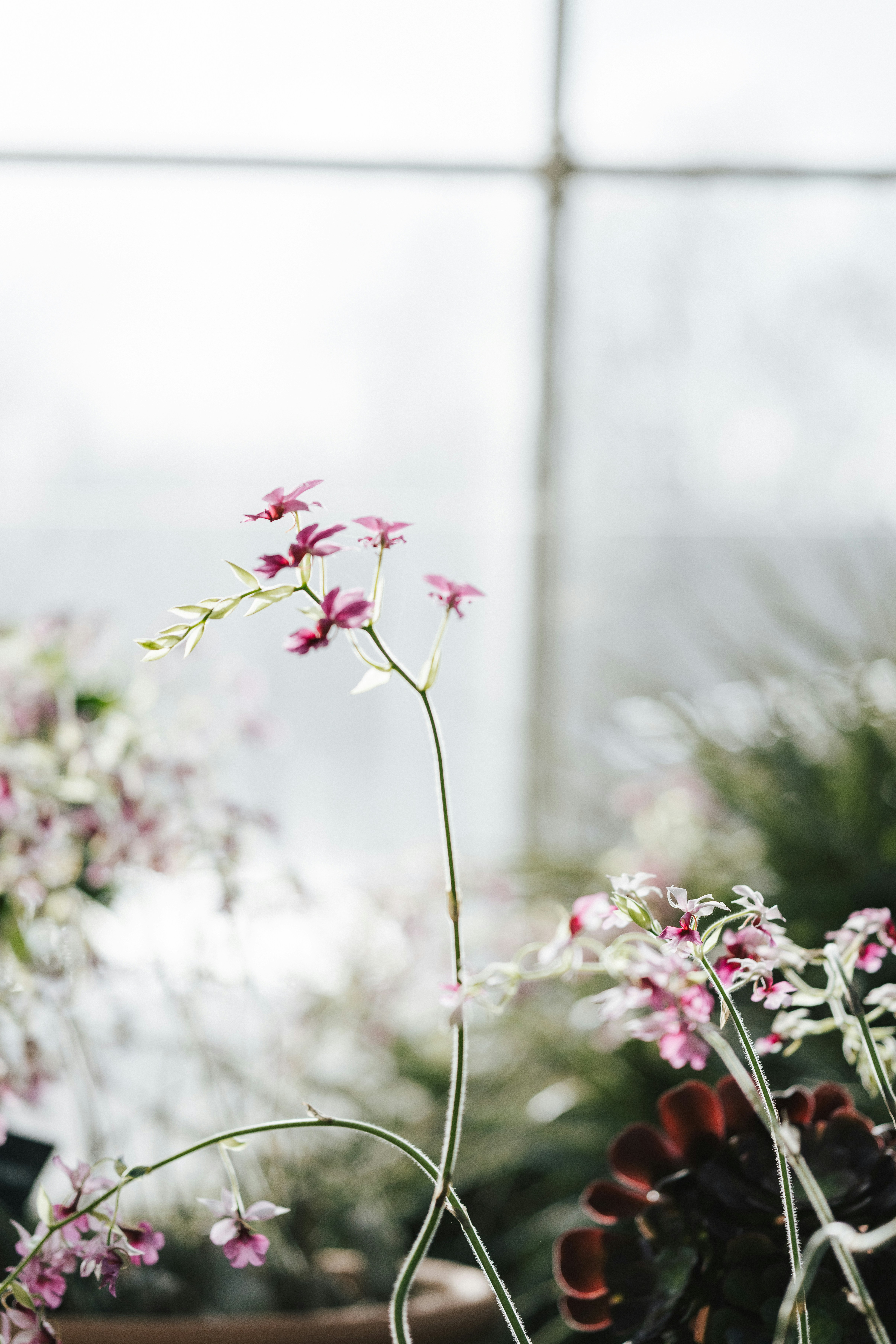 Pink Orchids in Greenhouse