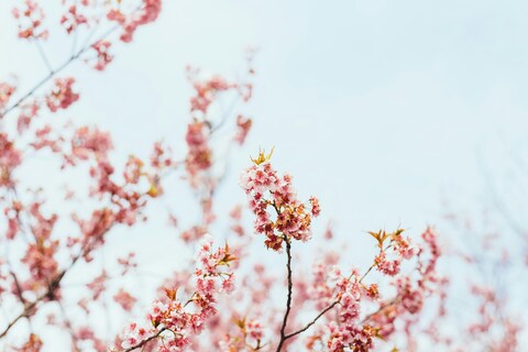 Blooming Pink Cherry Blossoms