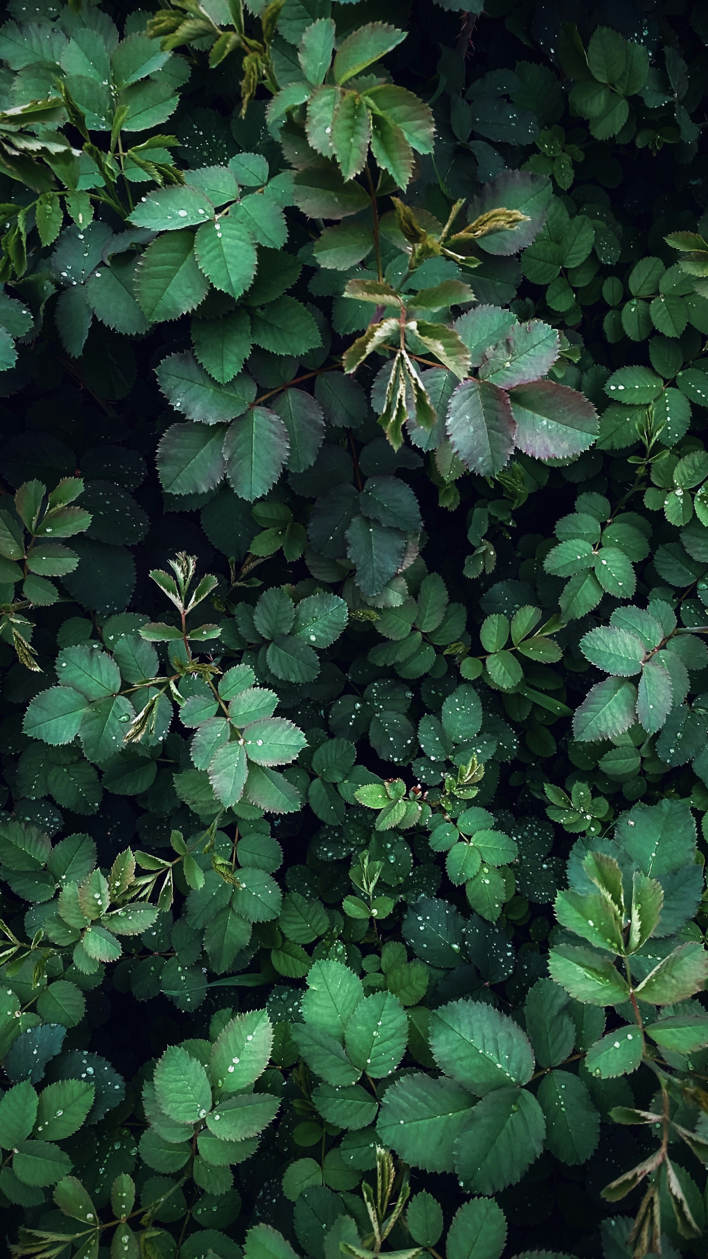 Wallpapers